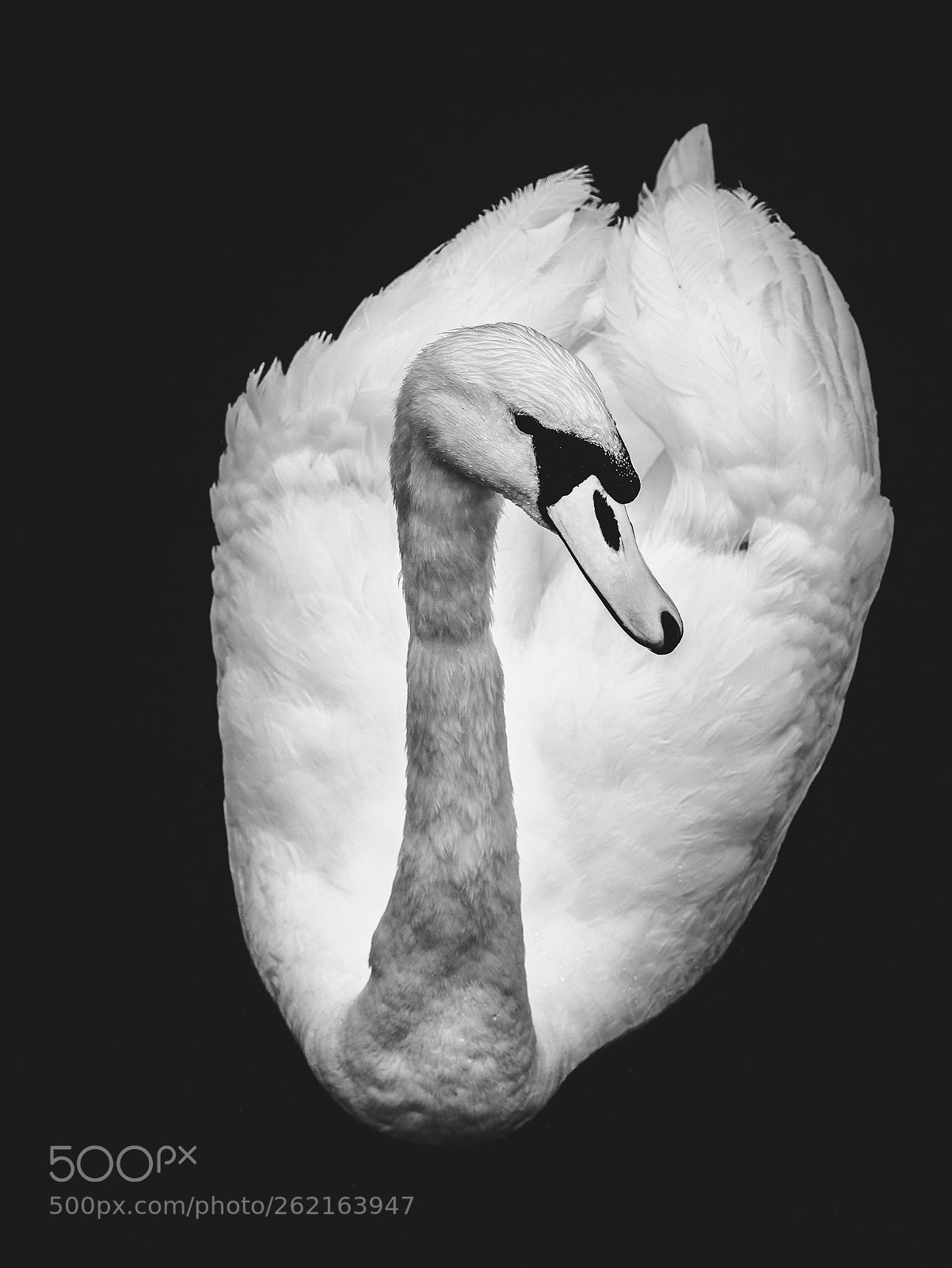 Nikon D3300 sample photo. The white swan photography