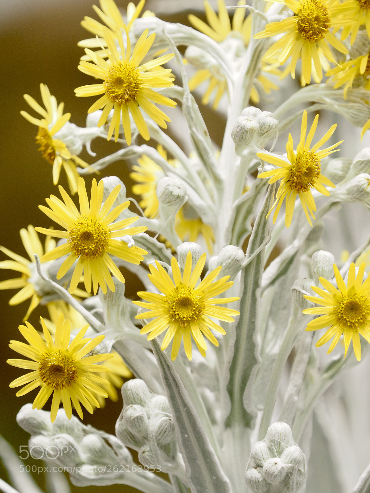 Olympus OM-D E-M1 sample photo. Vulcano flowers photography
