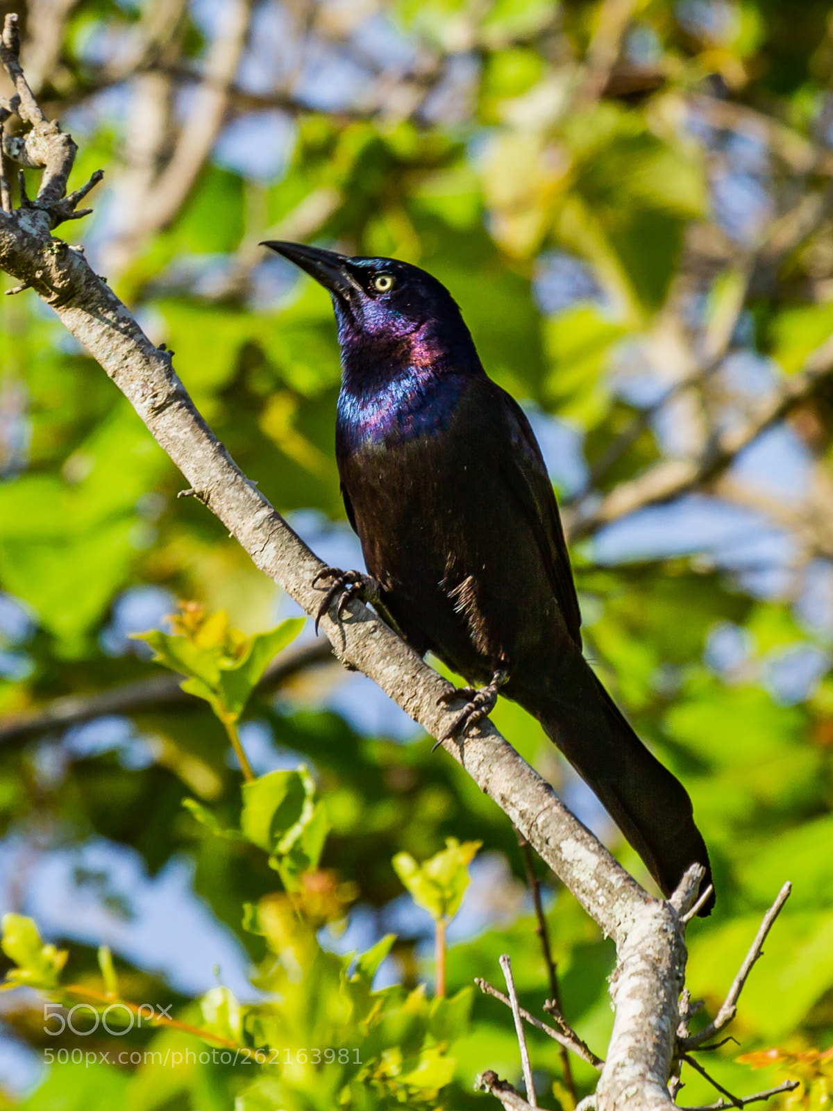 Canon EOS 7D sample photo. Common grackle photography