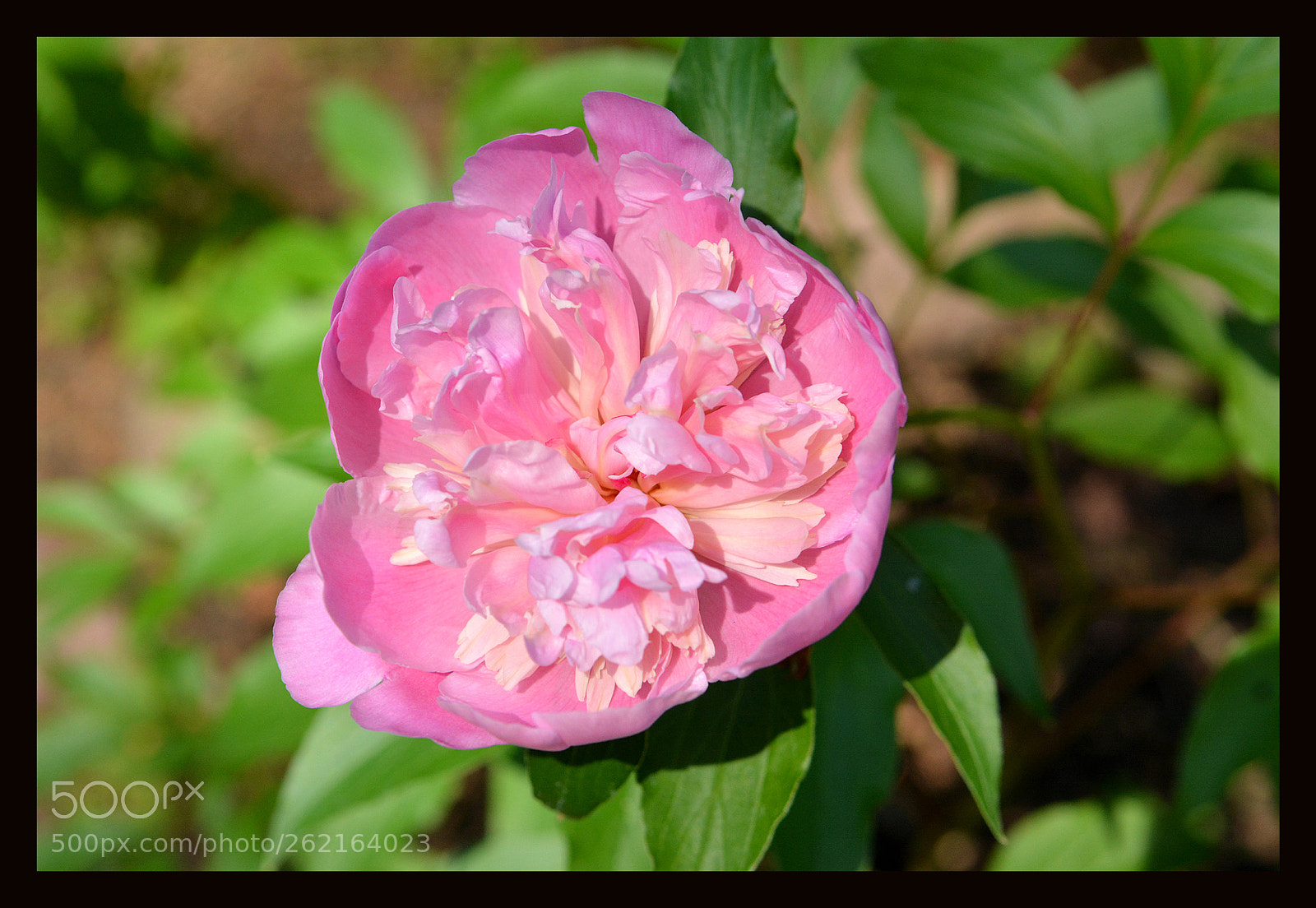 Nikon D7100 sample photo. Flower photography