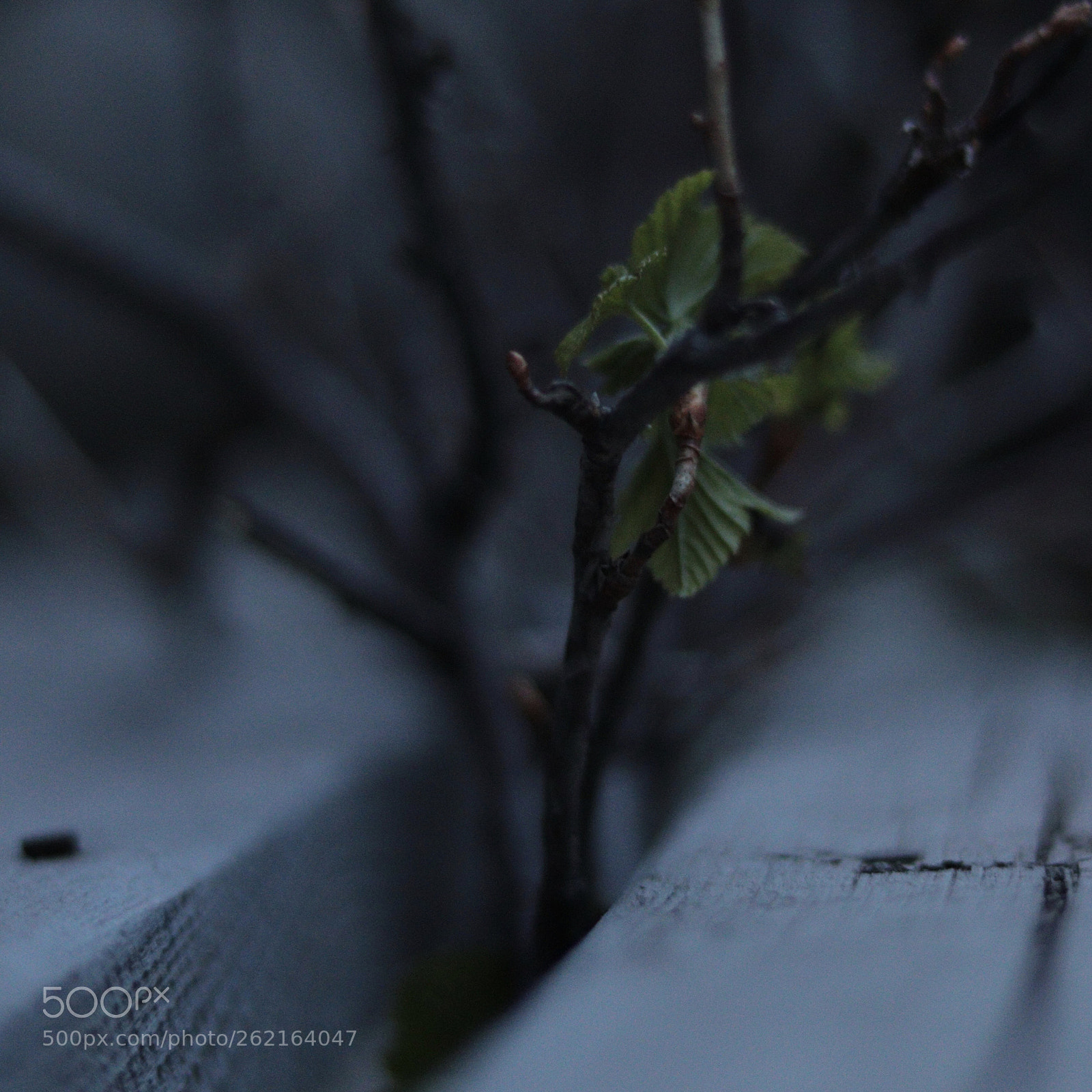 Canon EOS 77D (EOS 9000D / EOS 770D) sample photo. Making its own way photography
