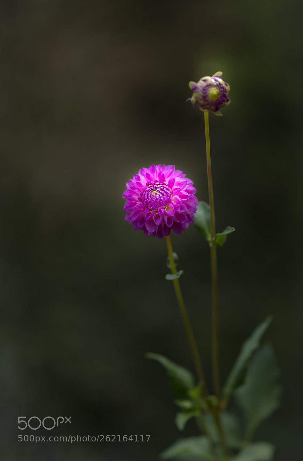 Nikon D800E sample photo. Dahlia  photography