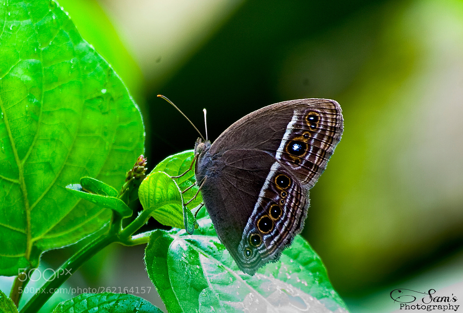 Canon EOS 5D Mark II sample photo. Small butterfly  photography