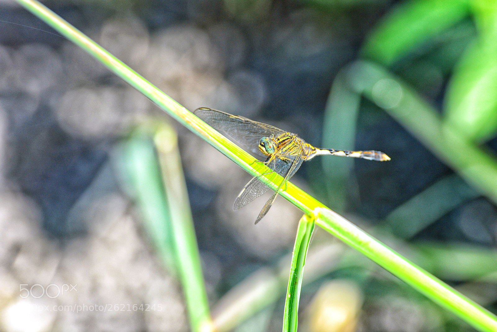 Nikon D700 sample photo. Point of view photography