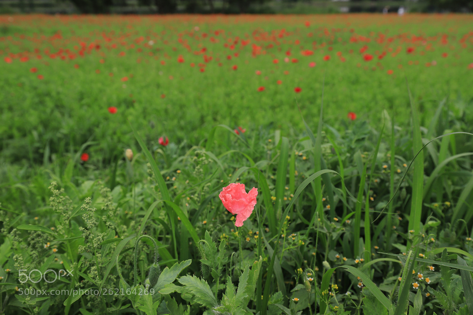 Canon EOS 6D Mark II sample photo. Pink photography