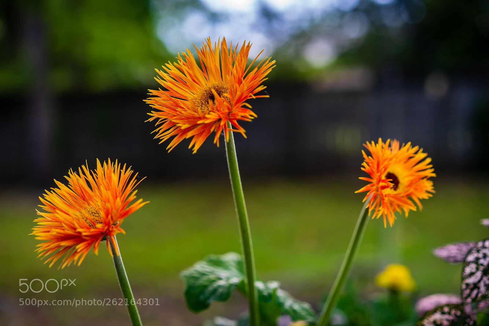 Sony a7 II sample photo. Three gerber daisies photography