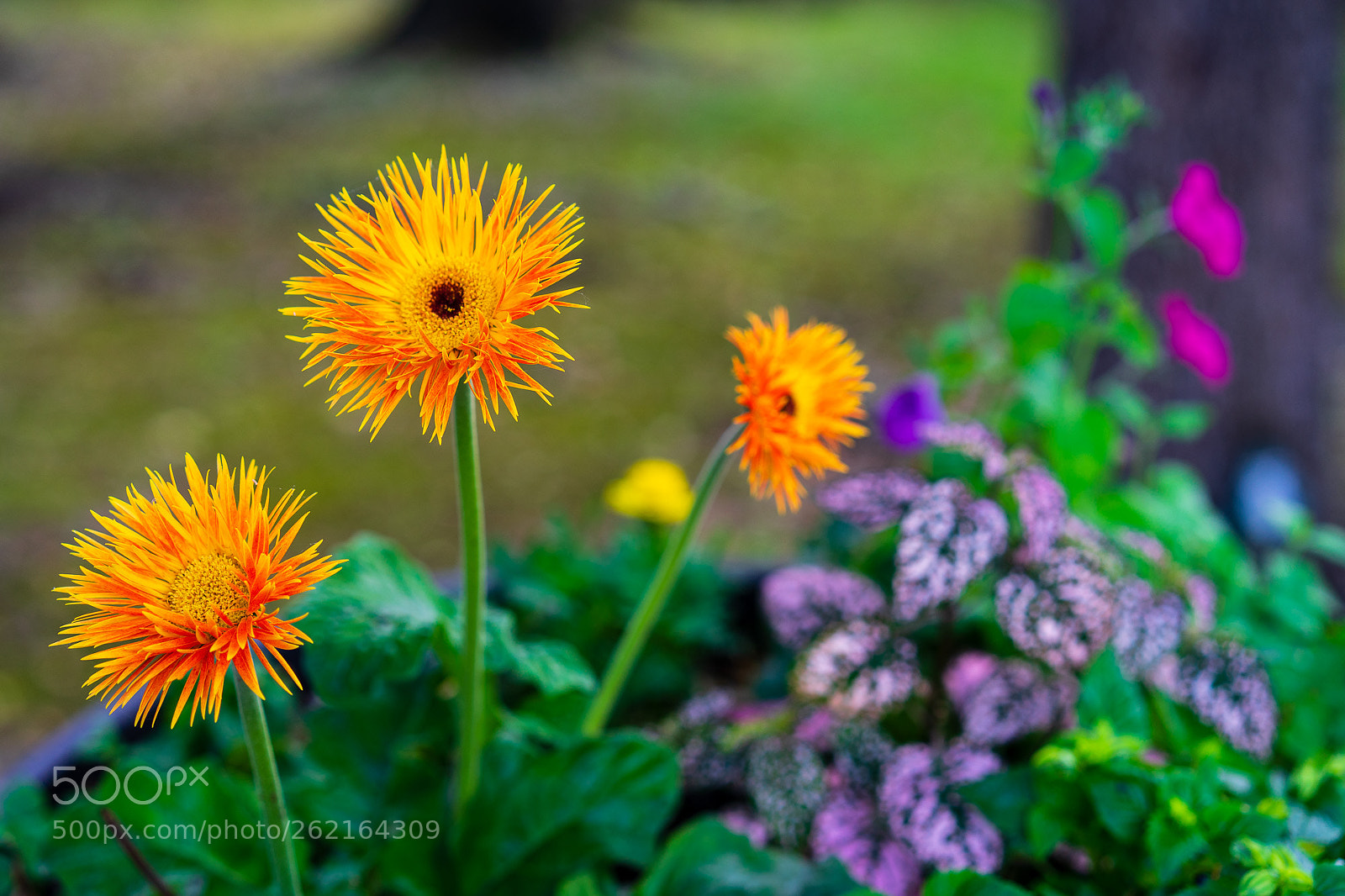 Sony a7 II sample photo. Thea's gerber daisies and photography