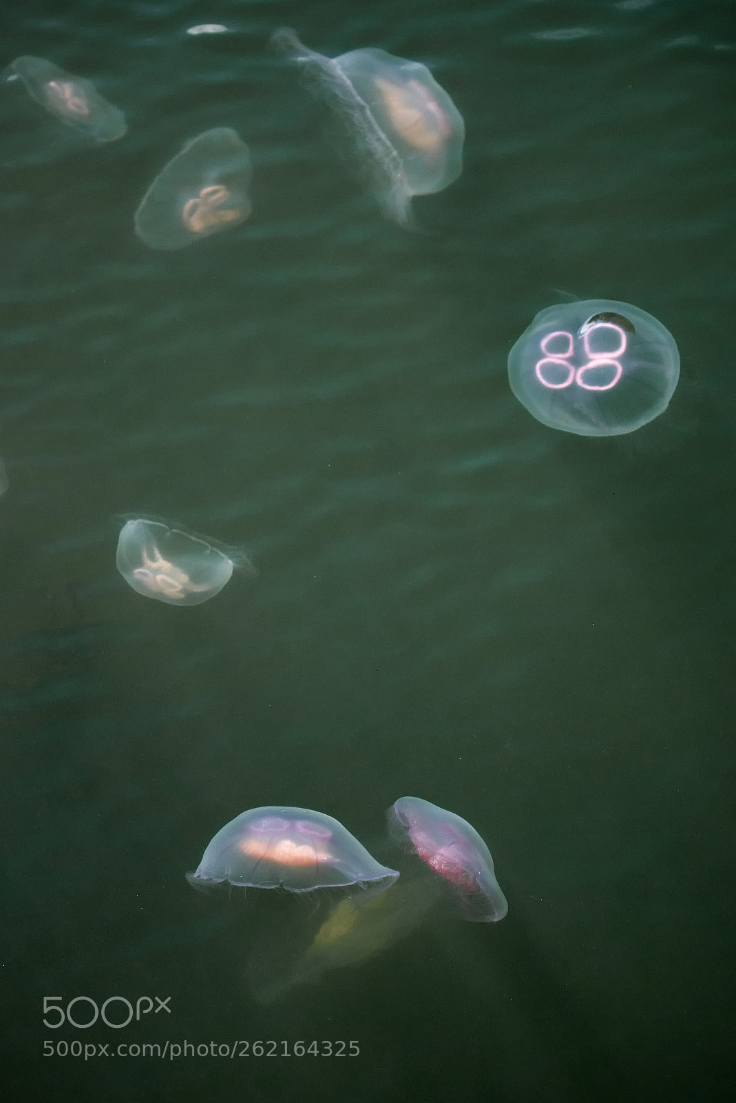 Canon EOS 70D sample photo. Jellyfish photography