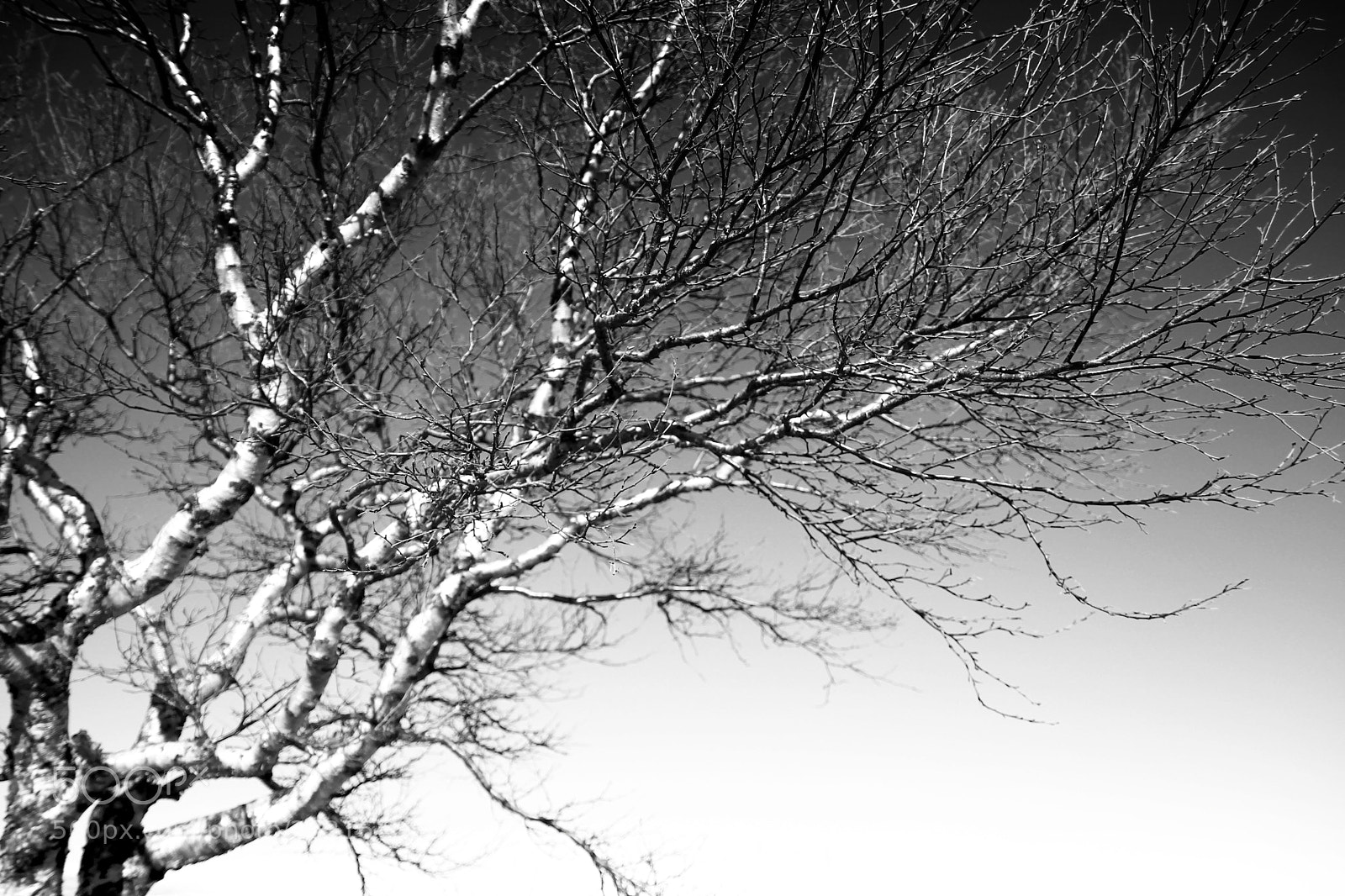 Canon EOS 100D (EOS Rebel SL1 / EOS Kiss X7) sample photo. Birch tree branches photography
