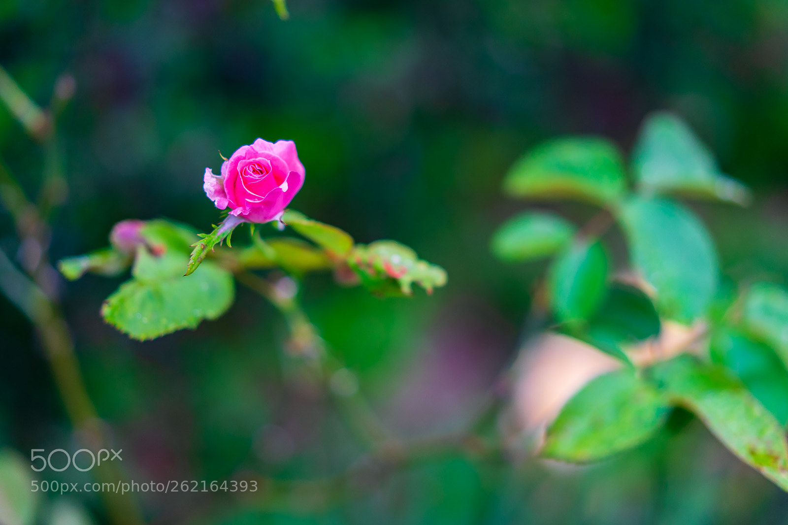 Sony a7 II sample photo. Single rose photography