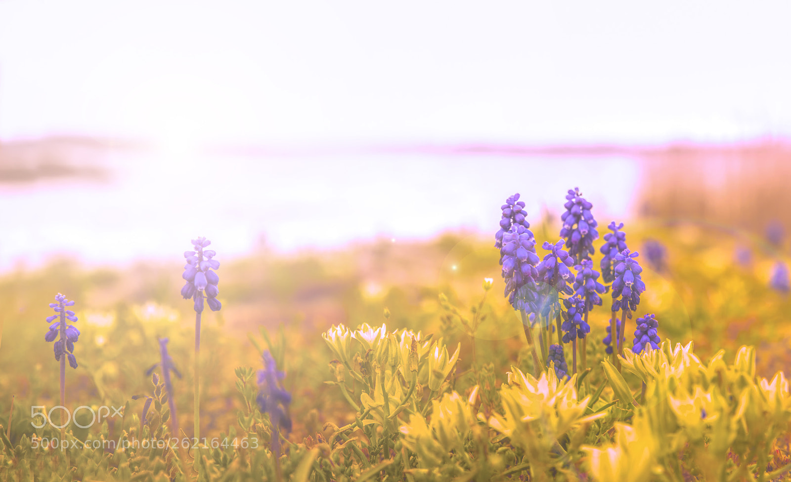 Nikon D810 sample photo. Flowers photography