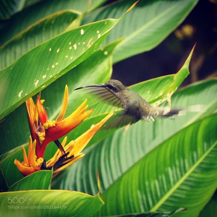 Olympus OM-D E-M1 sample photo. Colibri photography