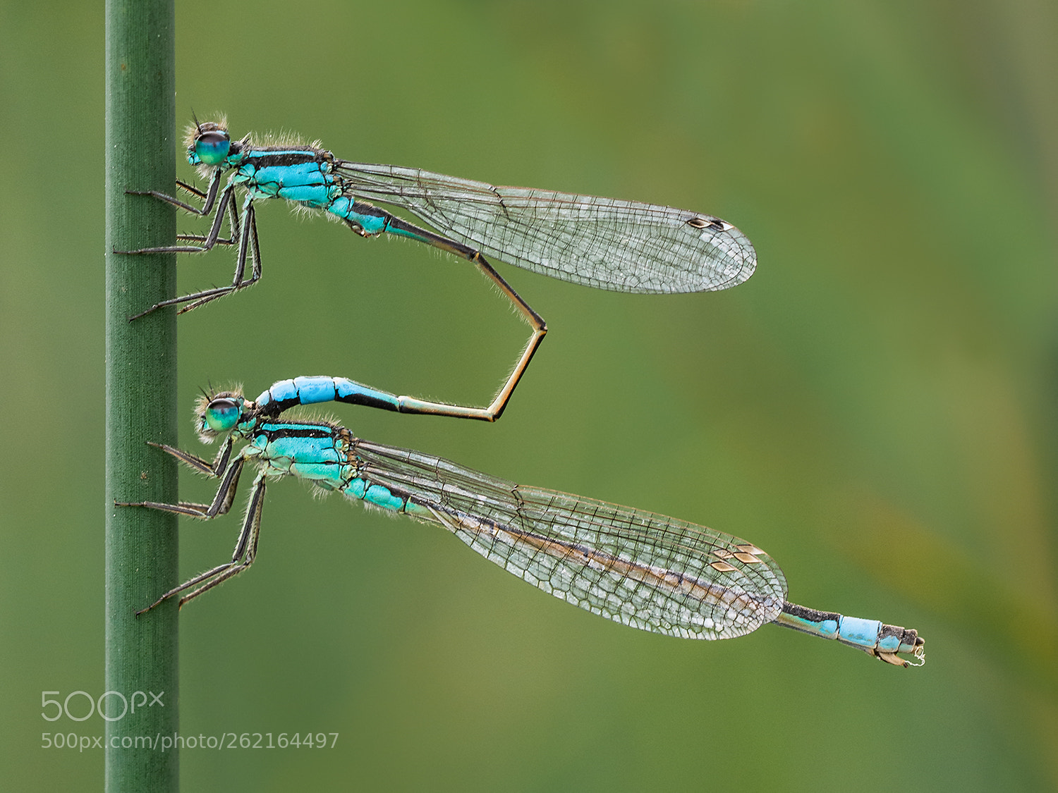 Nikon D7200 sample photo. Attached blue tailed damselflies photography