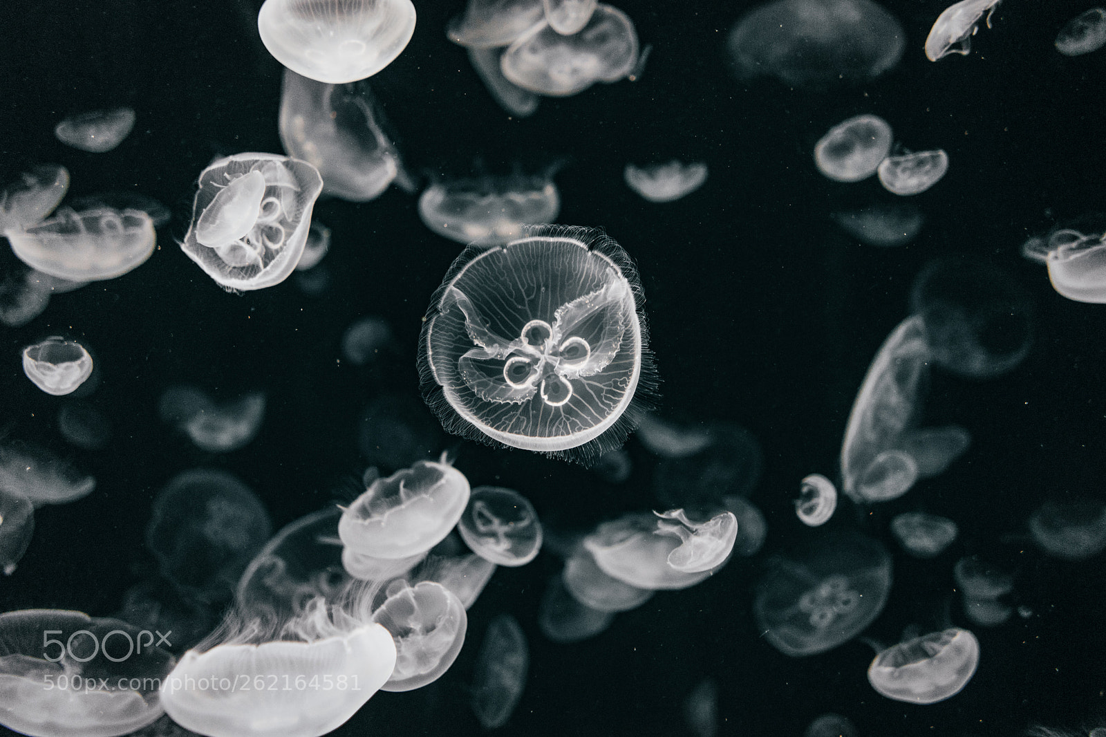 Sony a7 II sample photo. Aurelia jellyfish at osaka photography