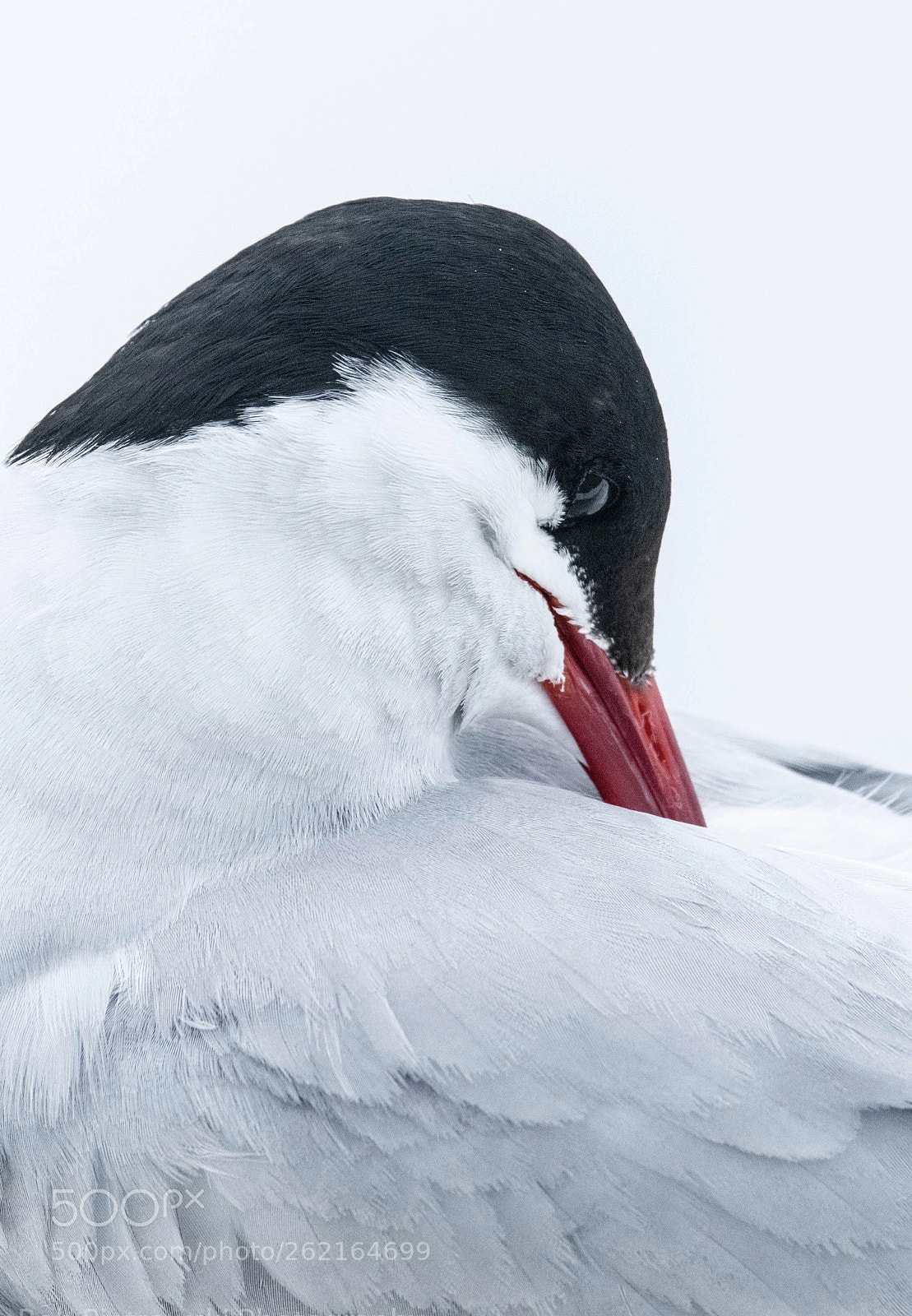 Nikon D500 sample photo. Arctic tern photography