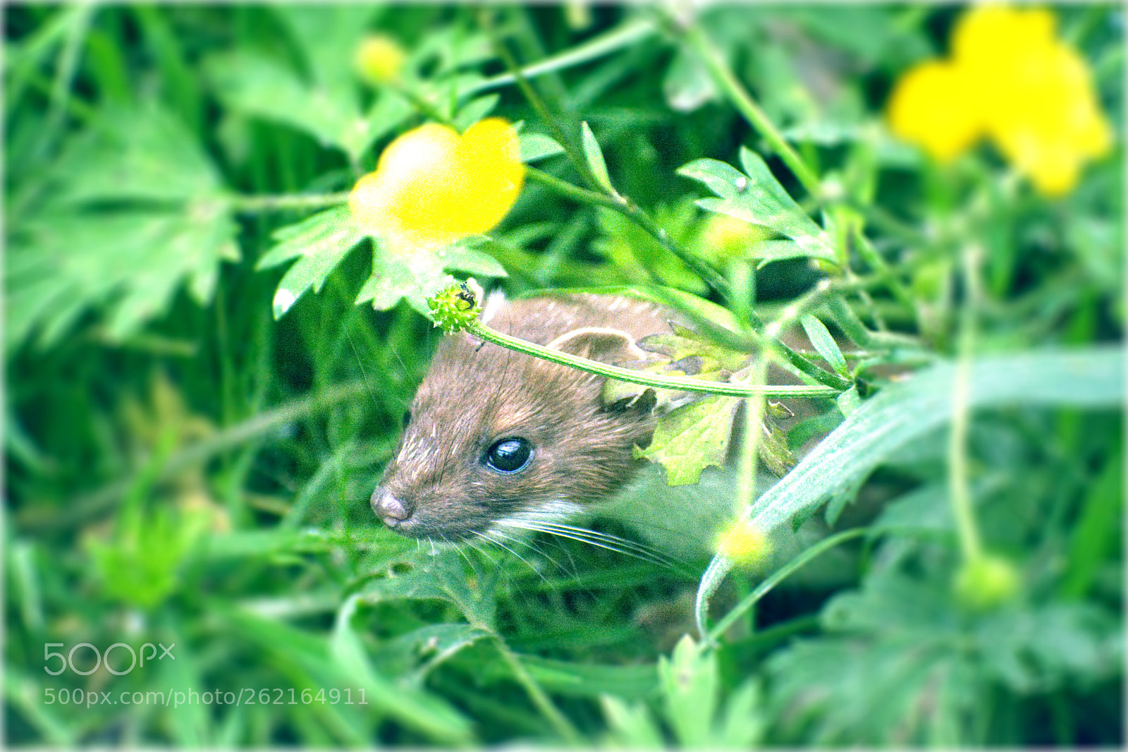 Nikon D7100 sample photo. Shy stoat photography