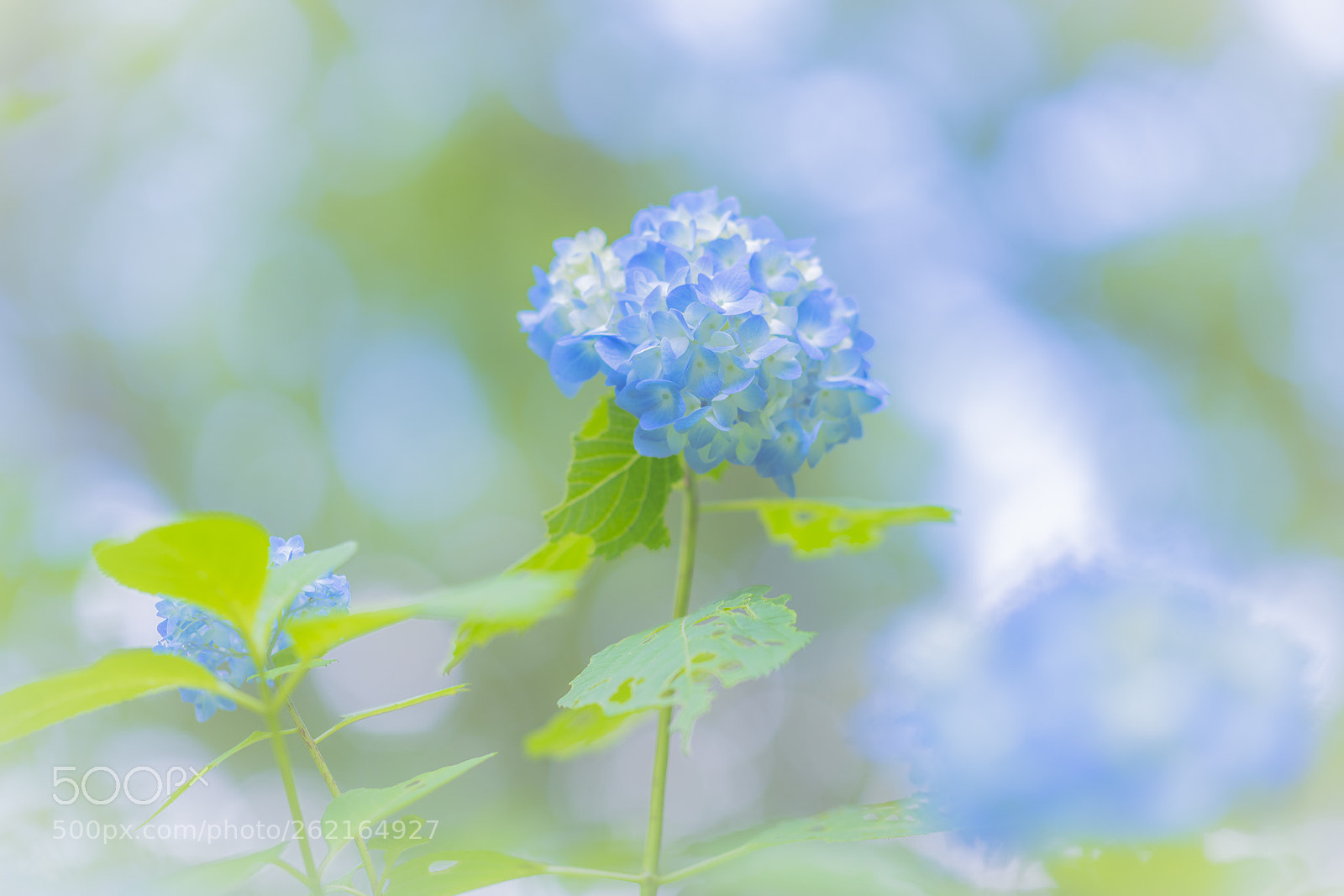 Nikon D850 sample photo. Hydrangea photography