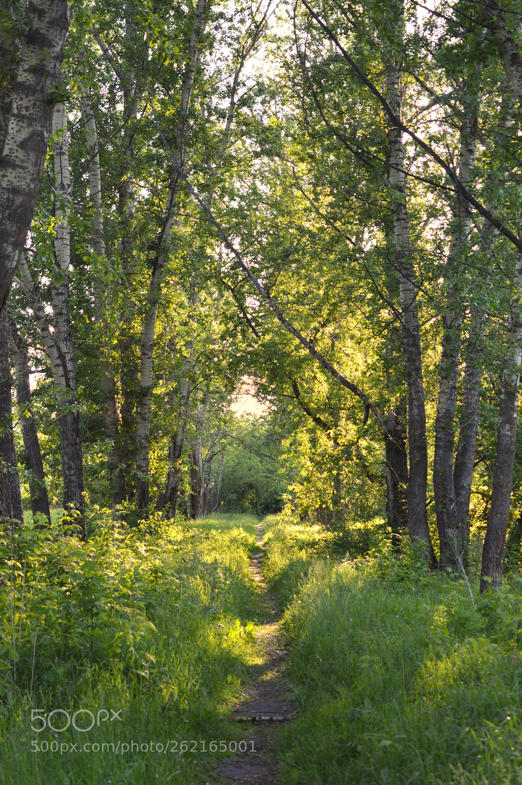 Nikon D3200 sample photo. Fairytale forest photography
