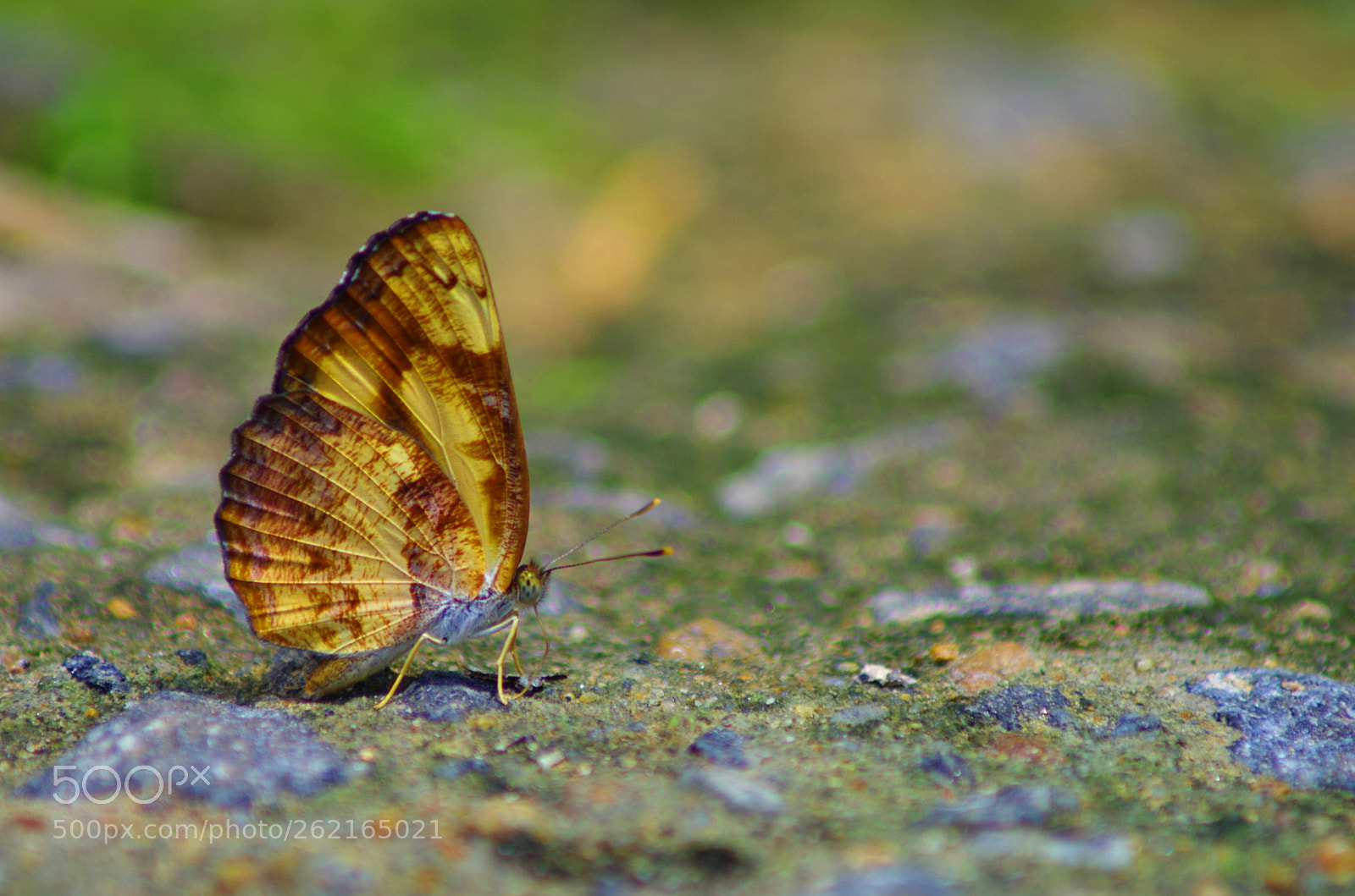 Pentax K-500 sample photo. Extra lascar photography