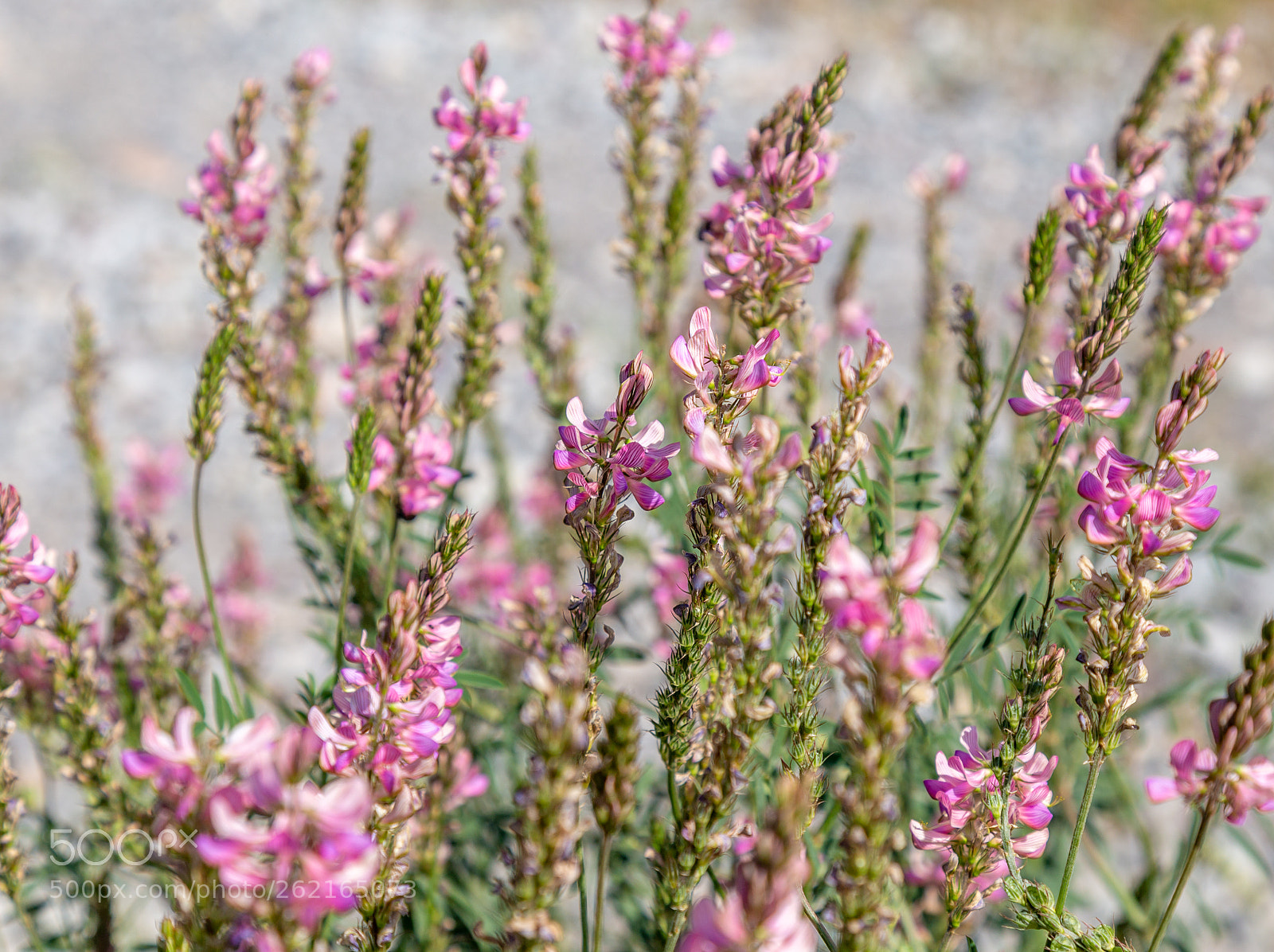 Canon EOS 6D sample photo. Sage flowers as a photography
