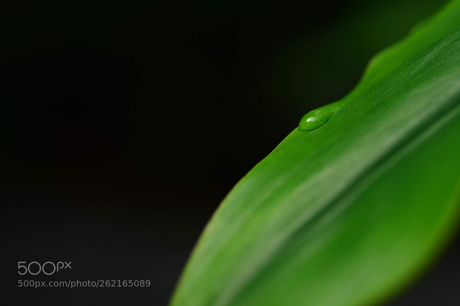 Nikon AF Micro-Nikkor 60mm F2.8D sample photo. Droplet photography