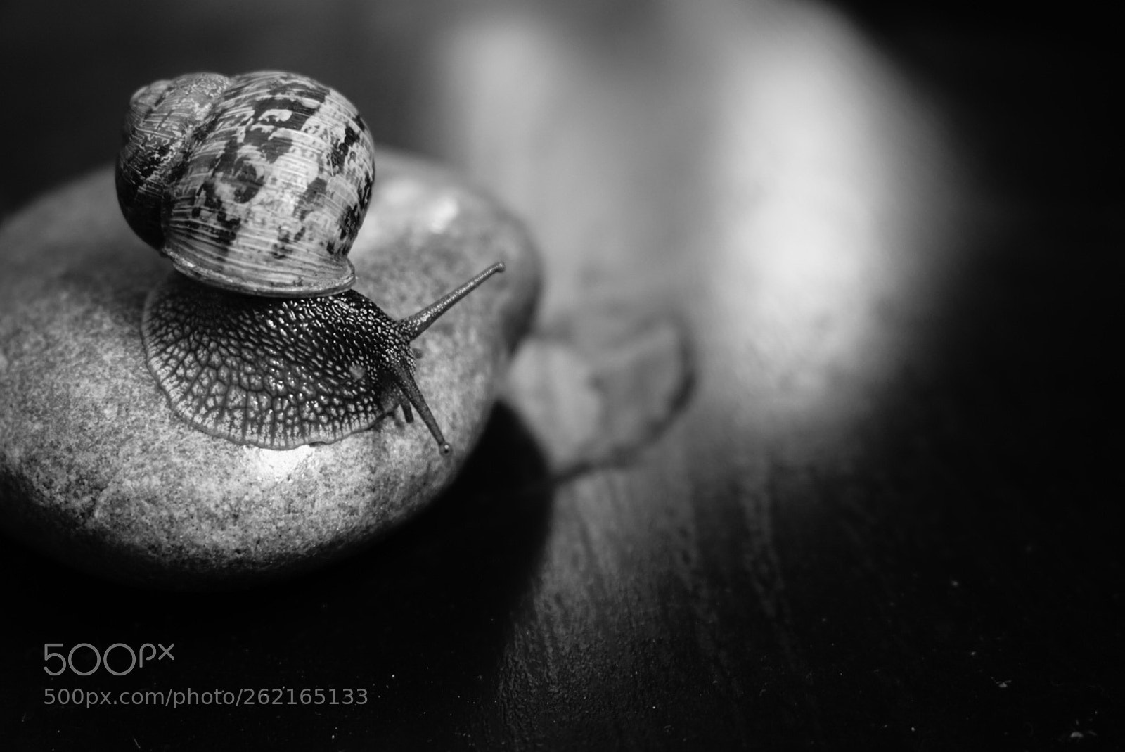 Sony Alpha a5000 (ILCE 5000) sample photo. Snail photography