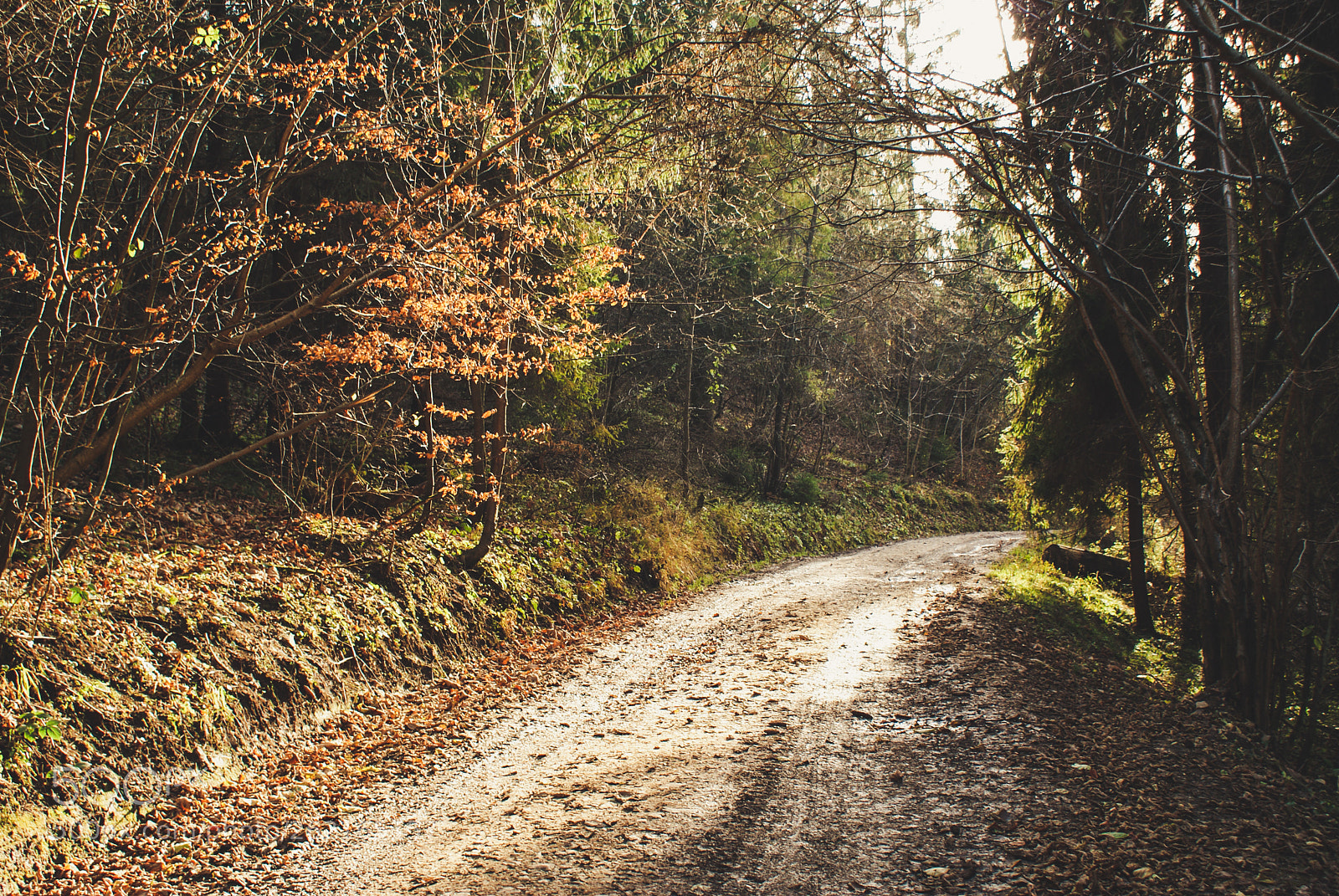 Sony Alpha DSLR-A200 sample photo. Autumn forest photography