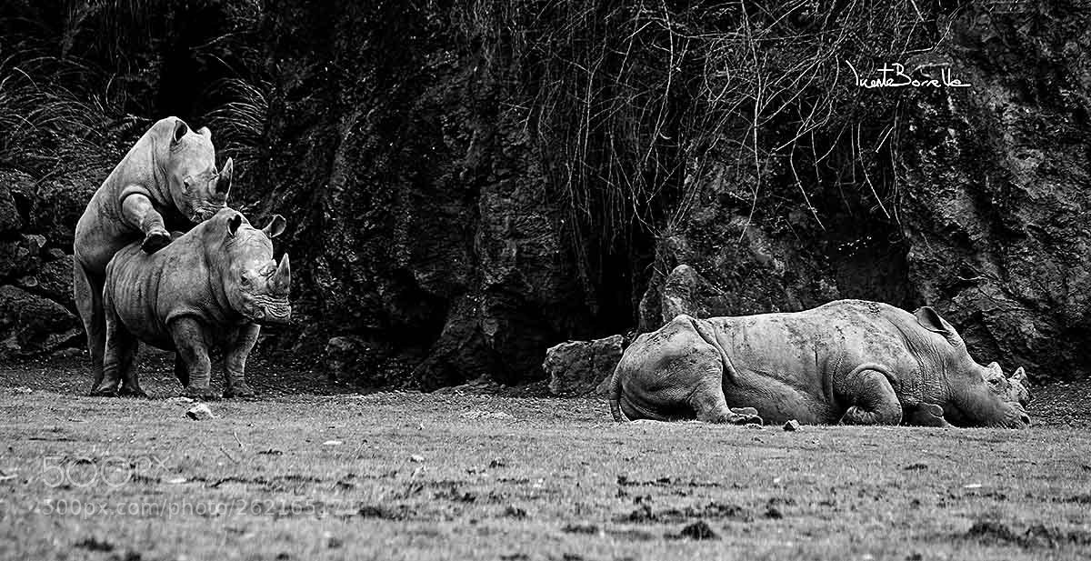 Canon EOS 70D sample photo. Rinocerontes photography