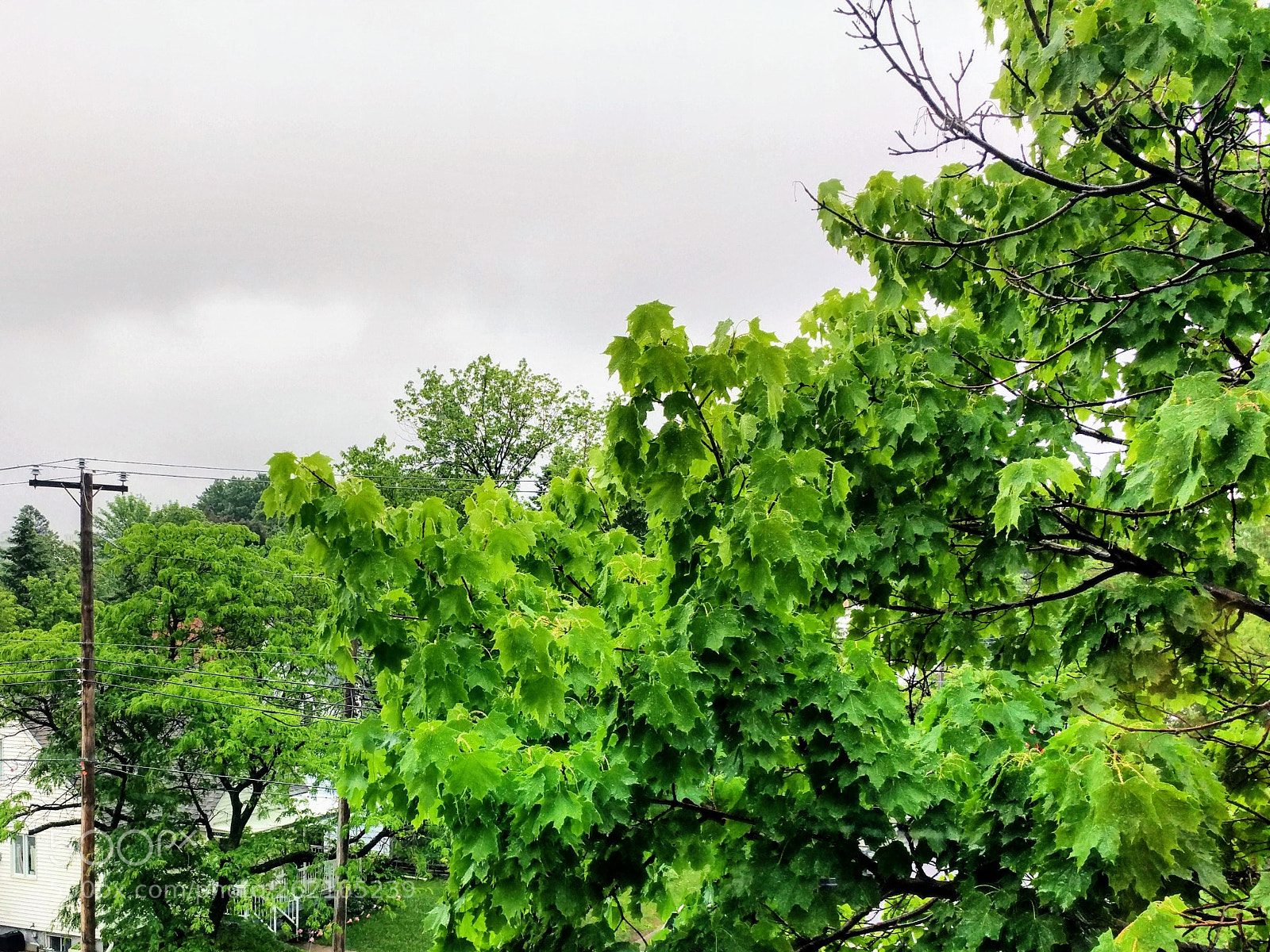 Xiaomi MI 4S sample photo. After the rain photography