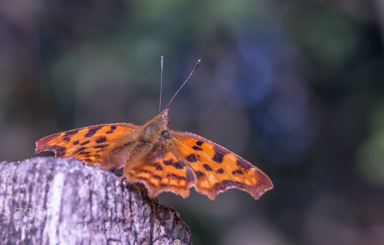 Nikon D7100 sample photo. Comma butterfly polygonia c photography
