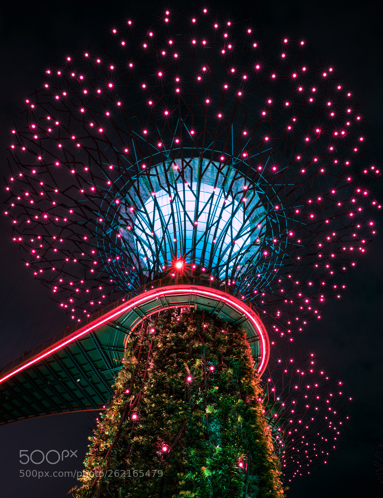 Sony a7R III sample photo. Super tree photography