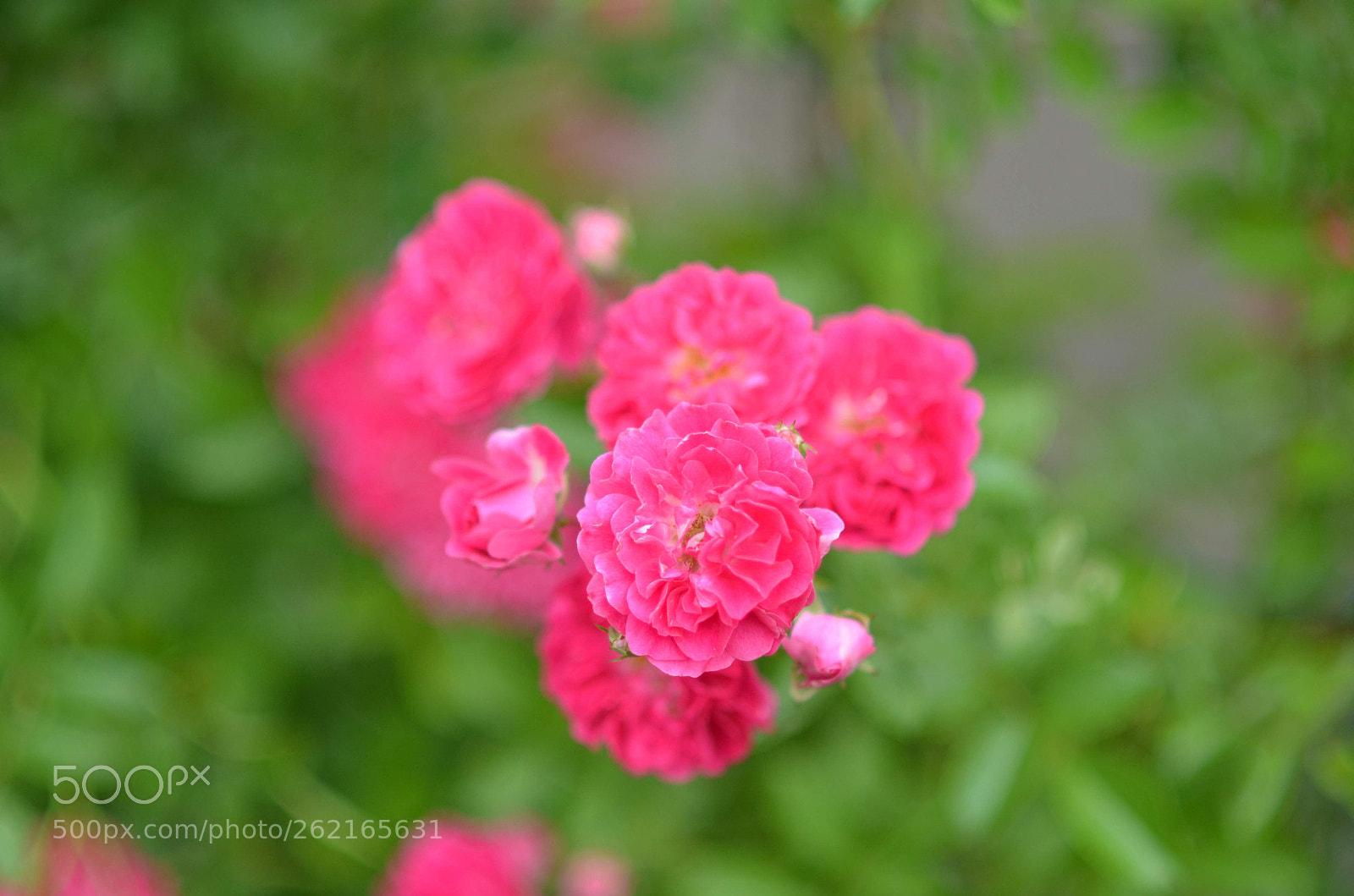 Nikon D5100 + Nikon AF Nikkor 85mm F1.8D sample photo. Blooming photography