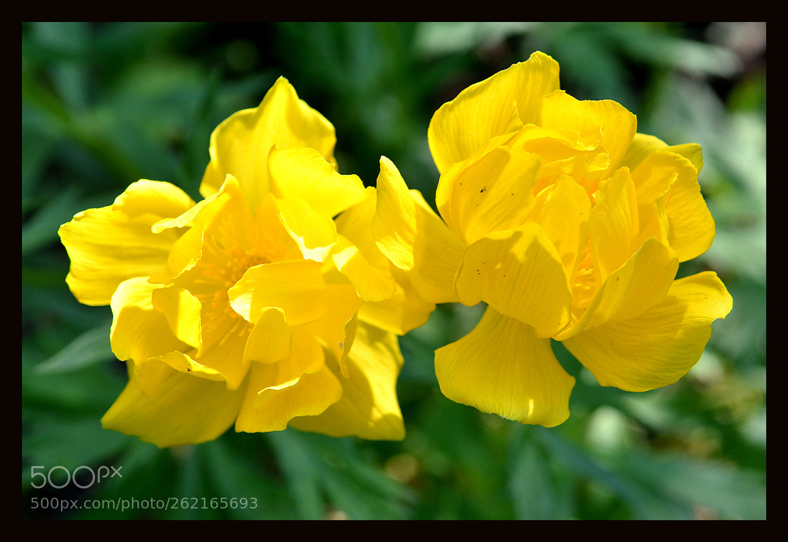 Nikon D7100 sample photo. Flowers photography