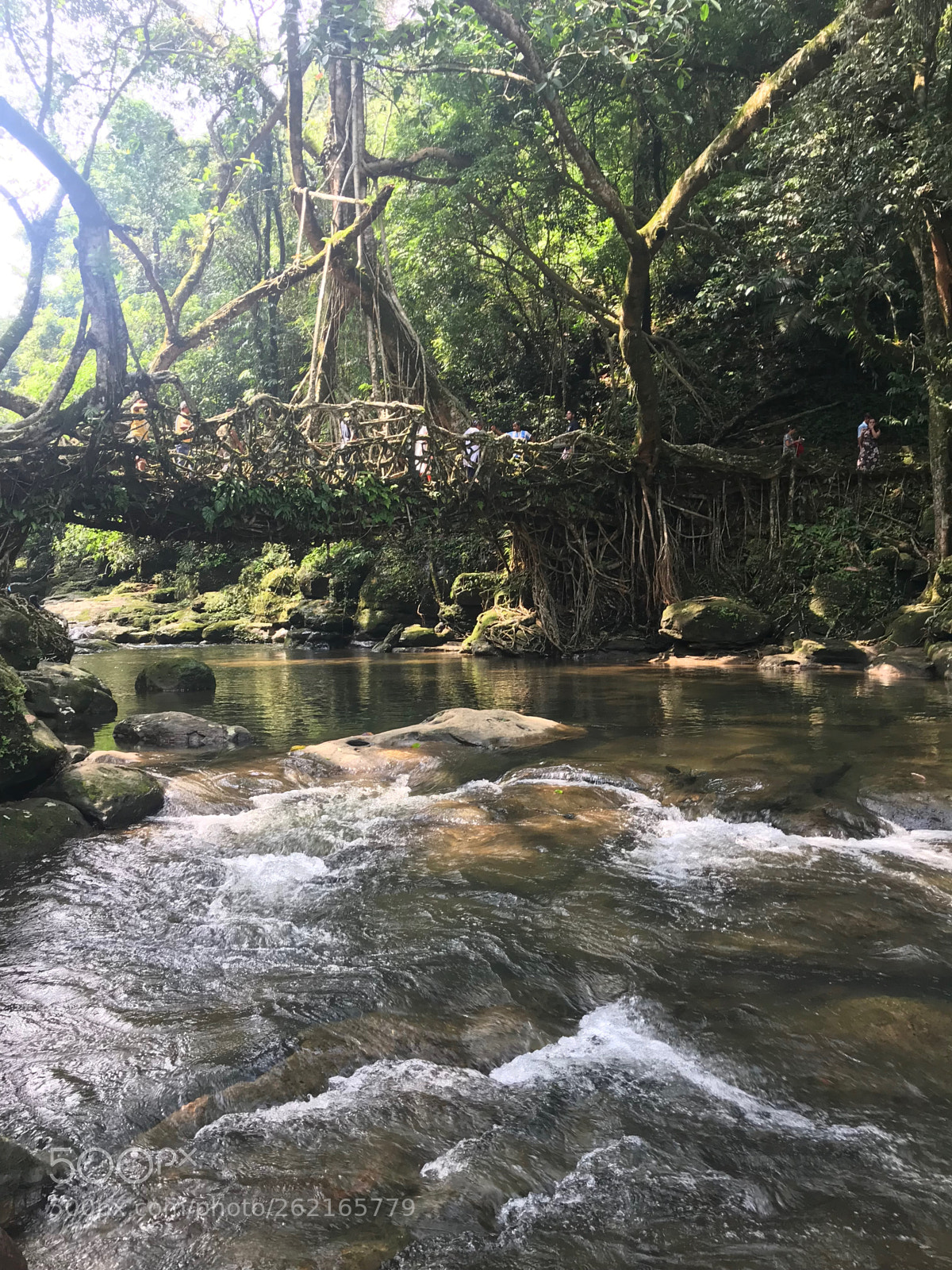 Apple iPhone 7 sample photo. Living root bridge.. photography
