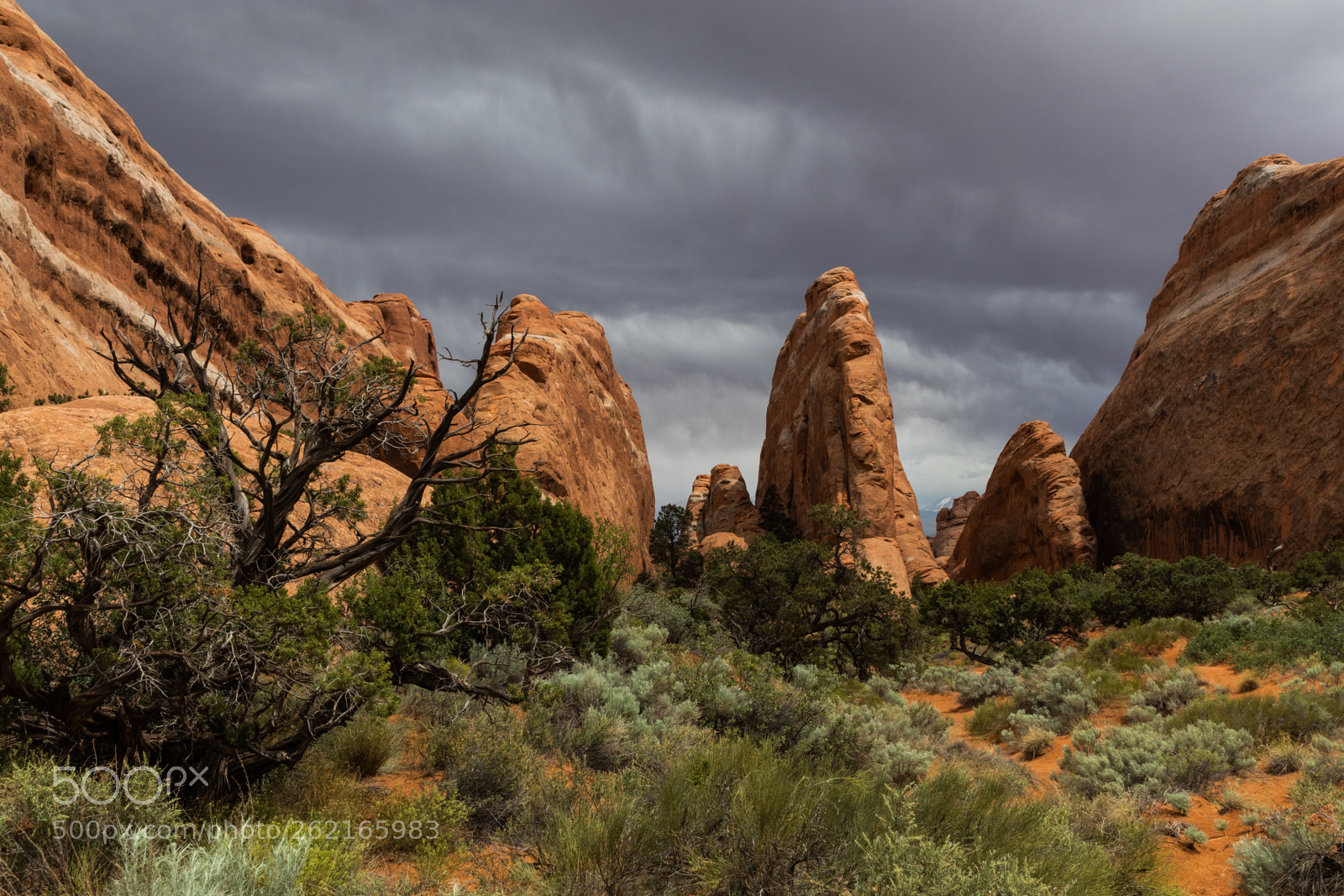 Canon EOS 80D sample photo. Fins before the storm photography