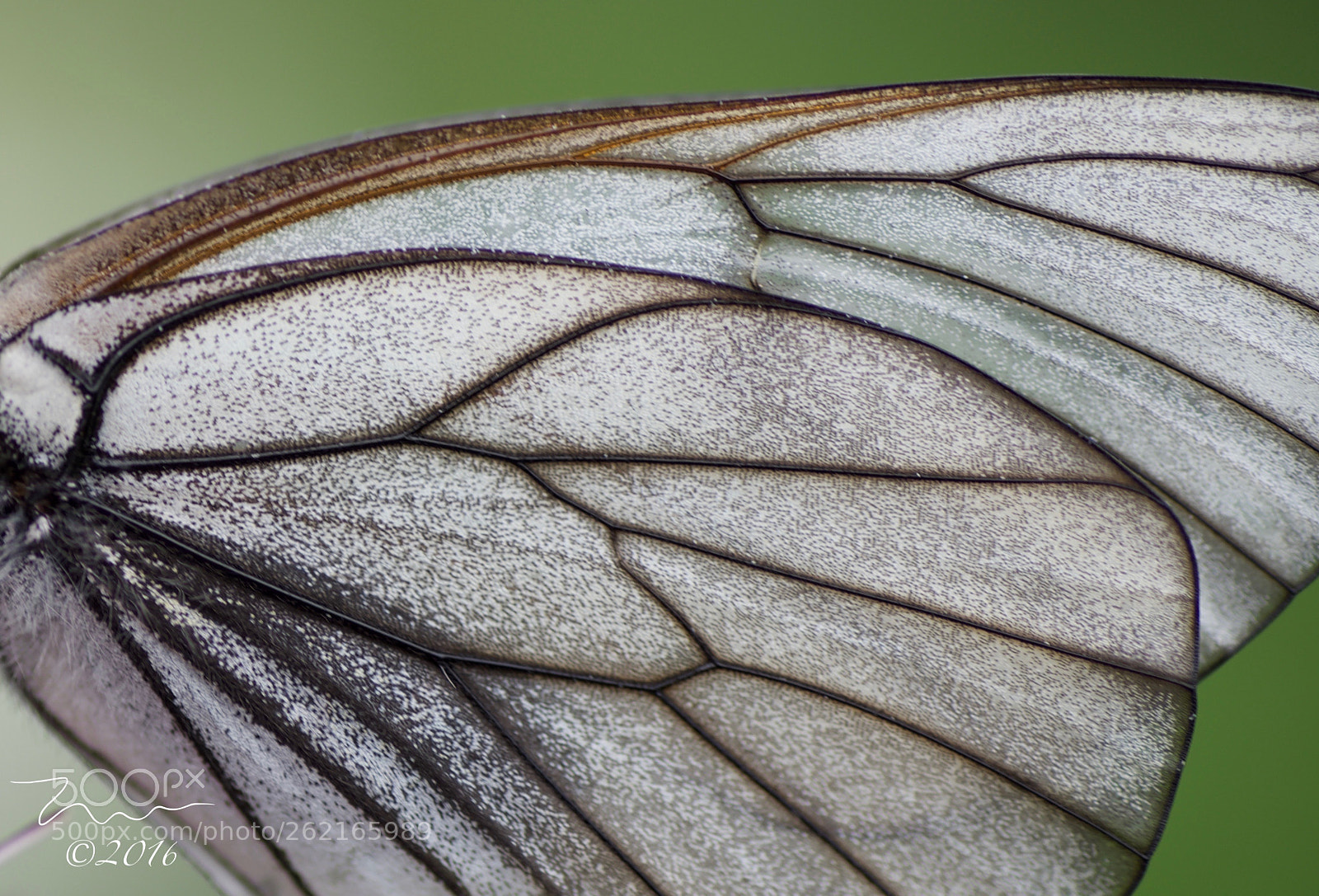 Nikon D750 sample photo. Butterfly wing macro photography