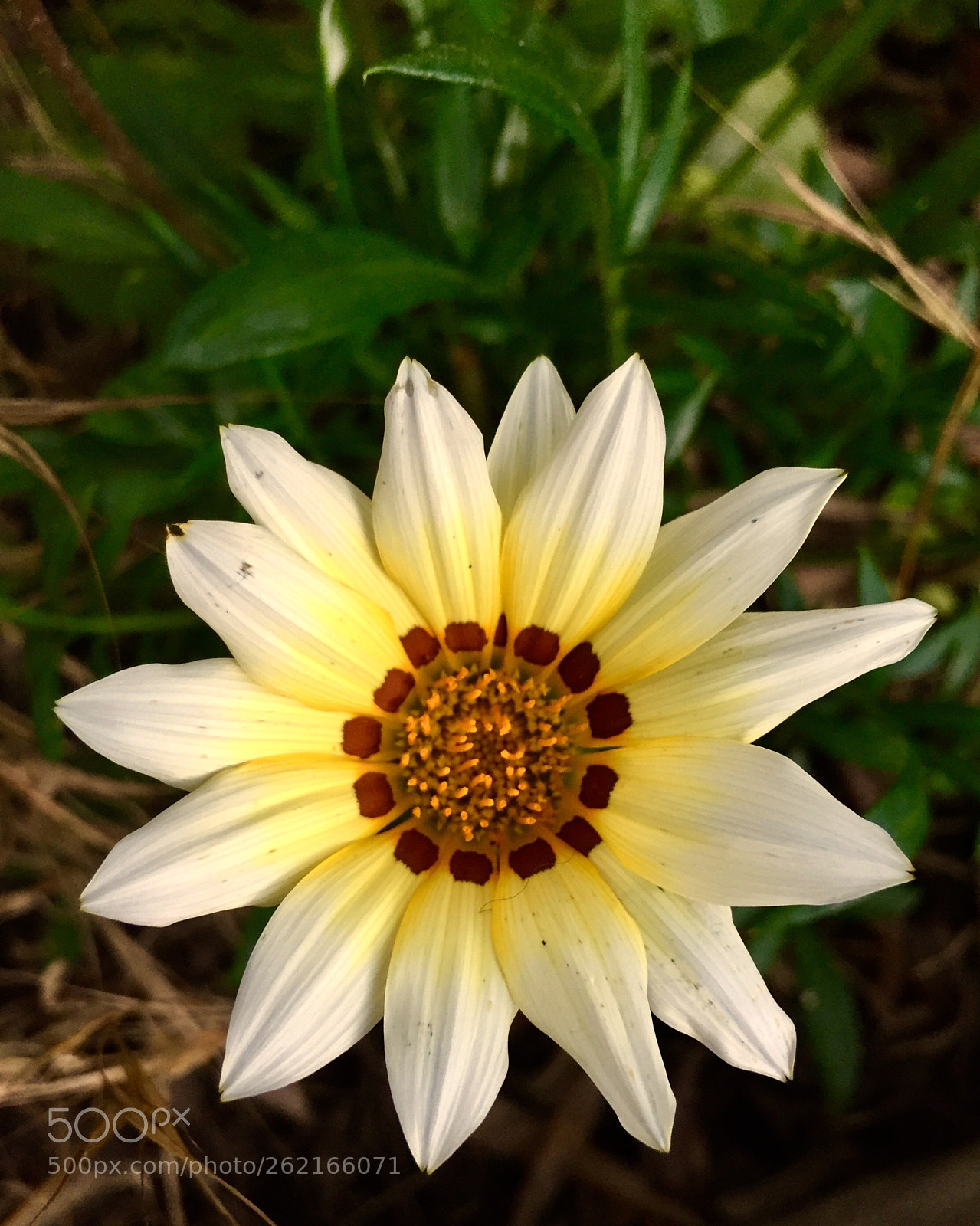 Apple iPhone 6 sample photo. Untitled photography