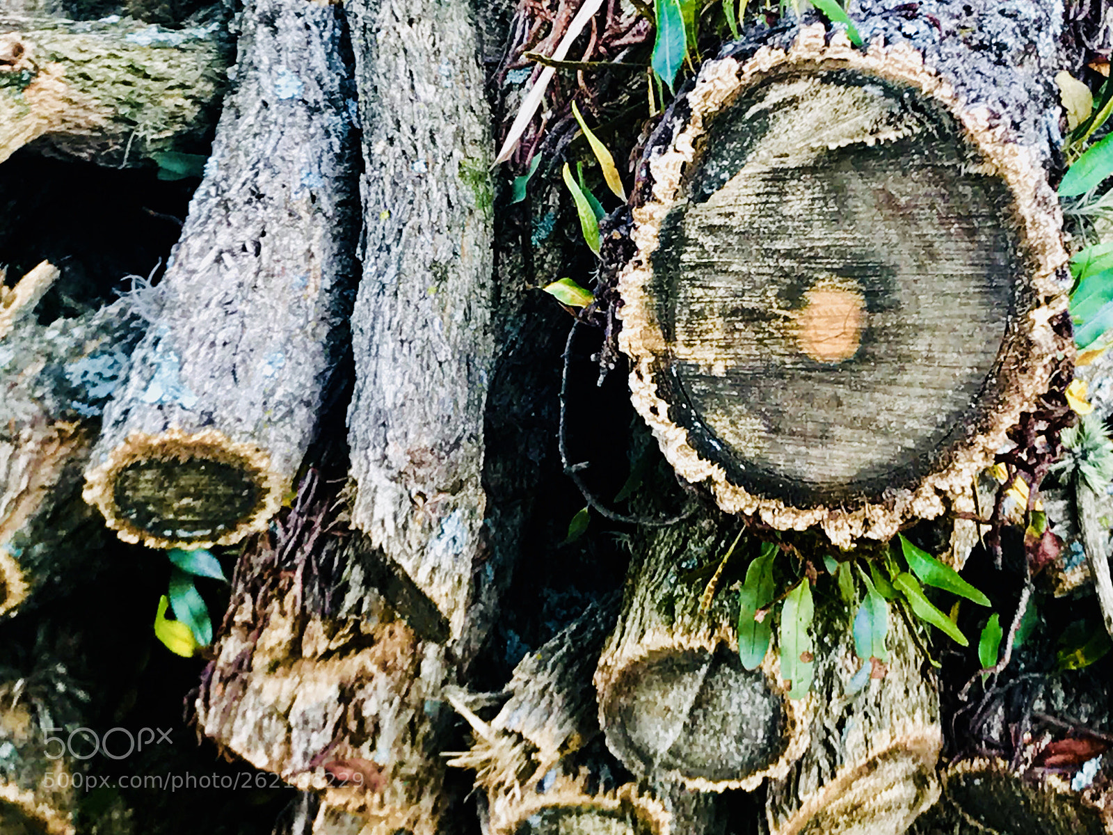 Apple iPhone 7 Plus sample photo. Wood photography