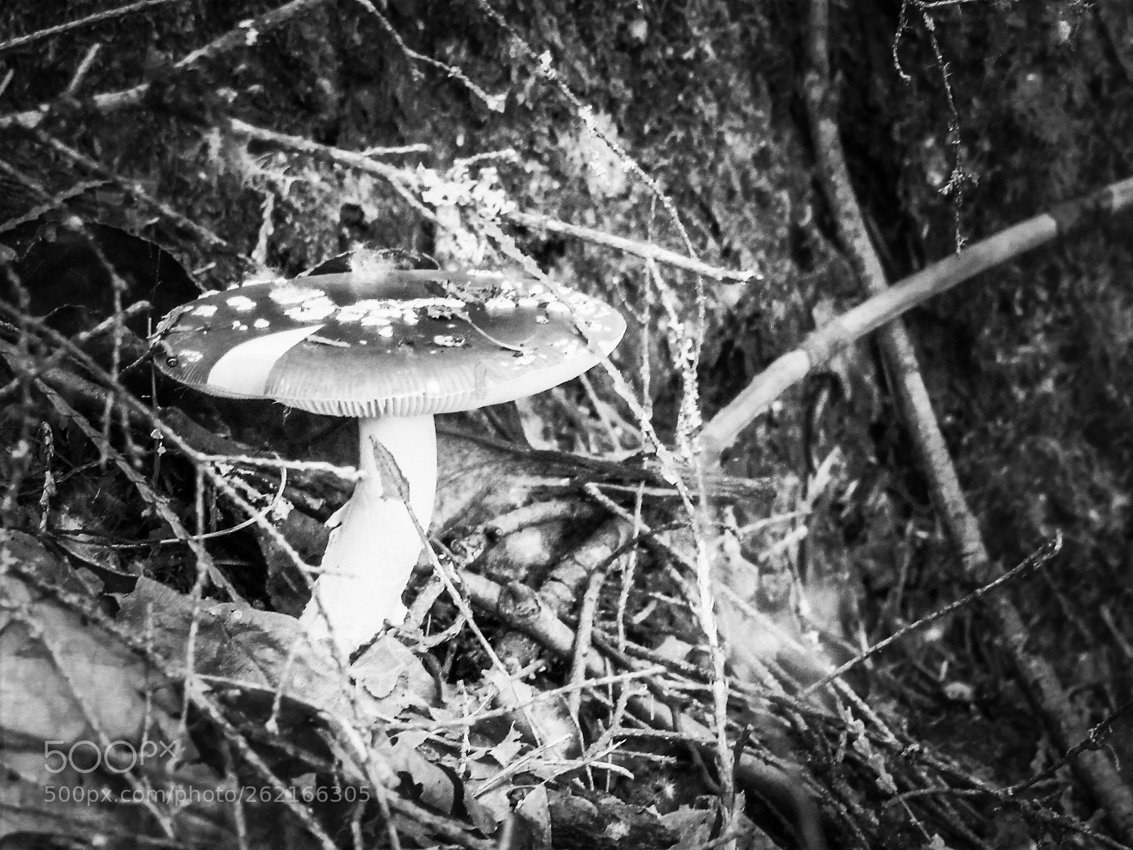 Canon PowerShot SX530 HS sample photo. Mushroom photography