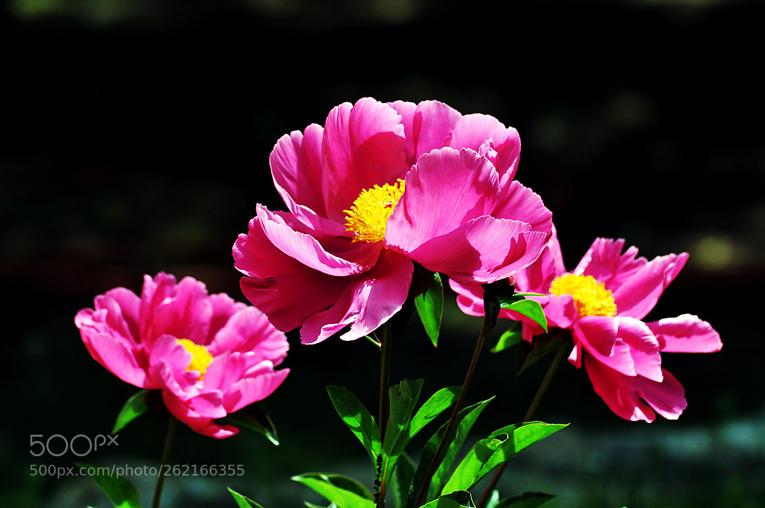 Nikon D700 sample photo. Peonia photography