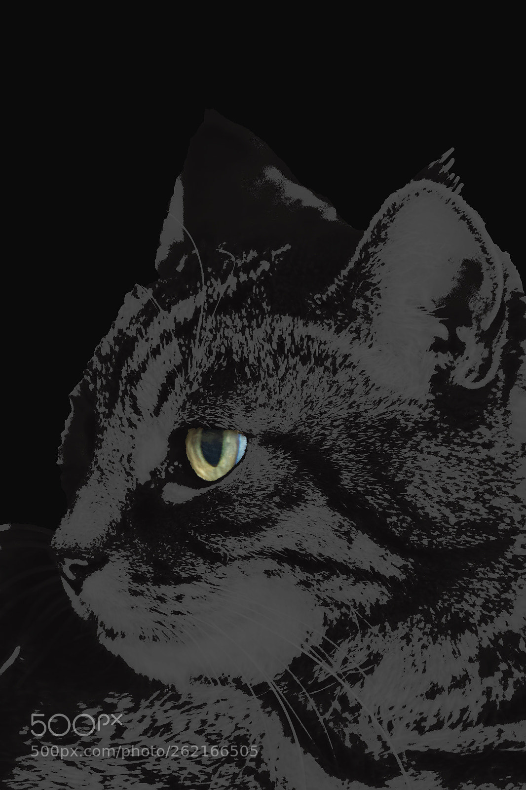 Canon EOS 550D (EOS Rebel T2i / EOS Kiss X4) sample photo. Lola the cat  photography