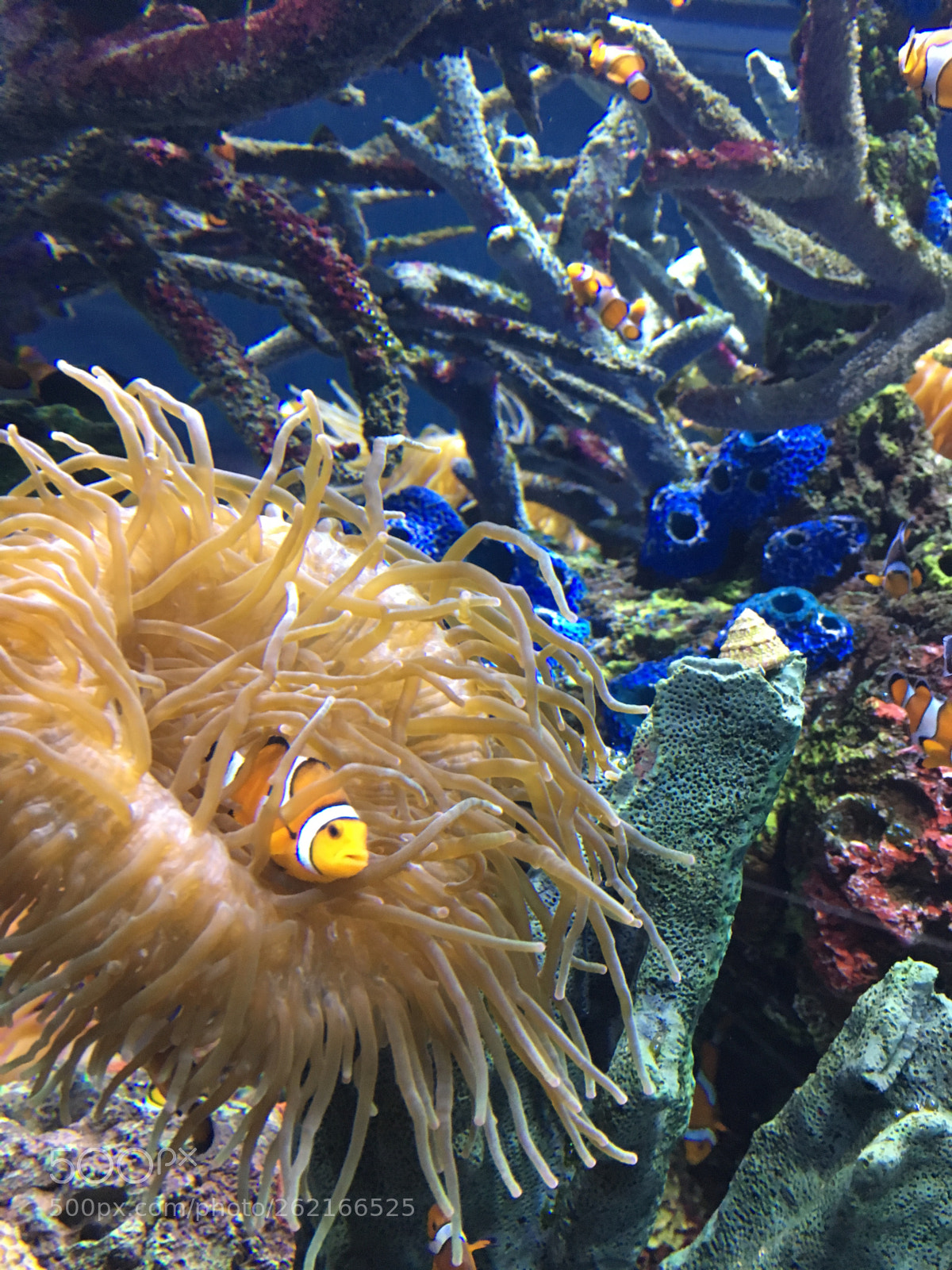 Apple iPhone 6s sample photo. 038.jpg photography