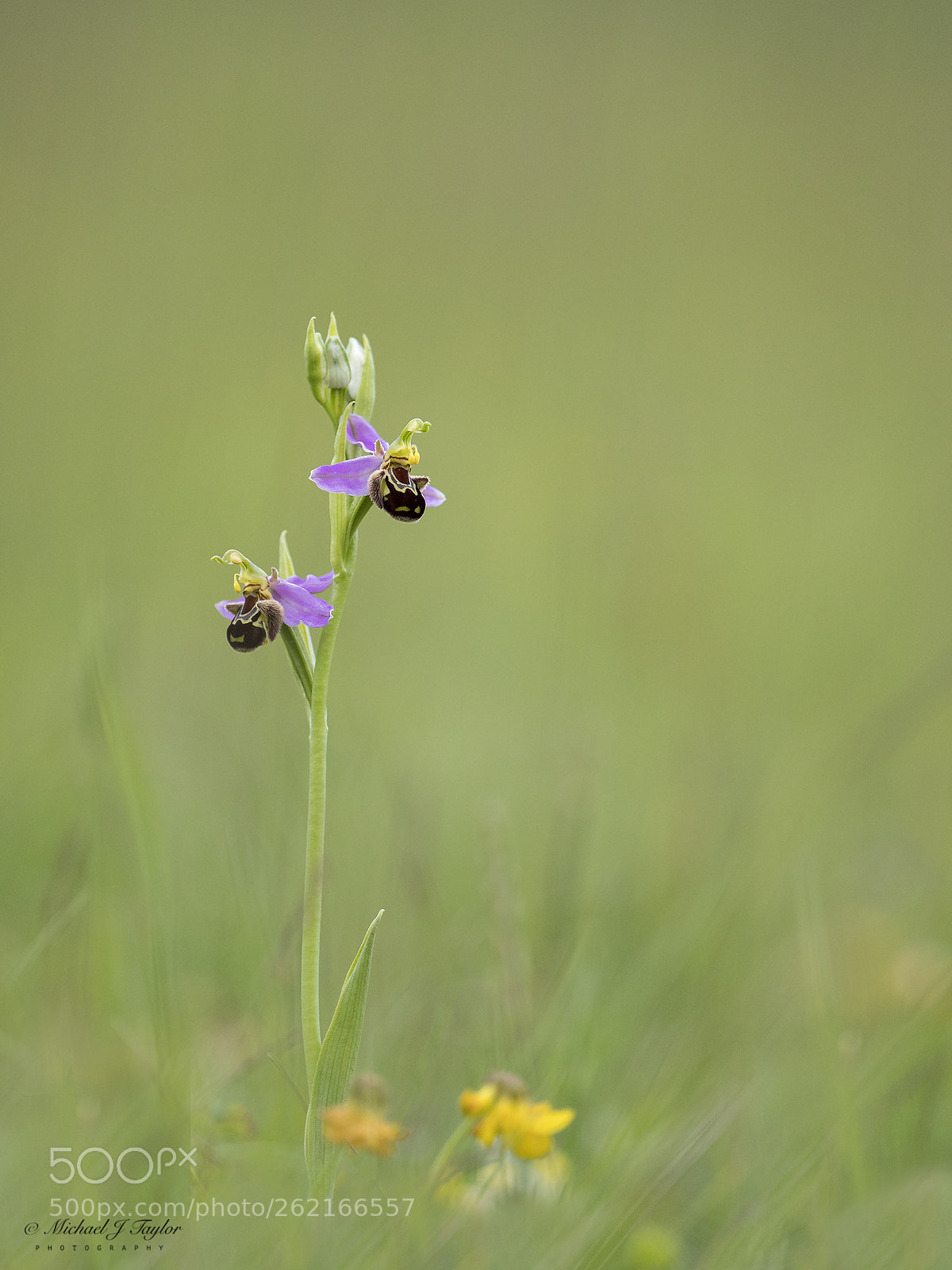 Panasonic Lumix DC-G9 sample photo. Bee orchid... photography