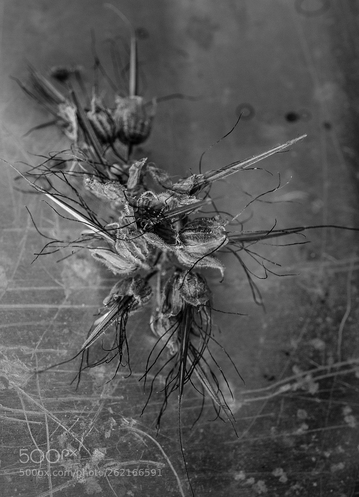Sony a7 sample photo. Geranium seed pods now photography