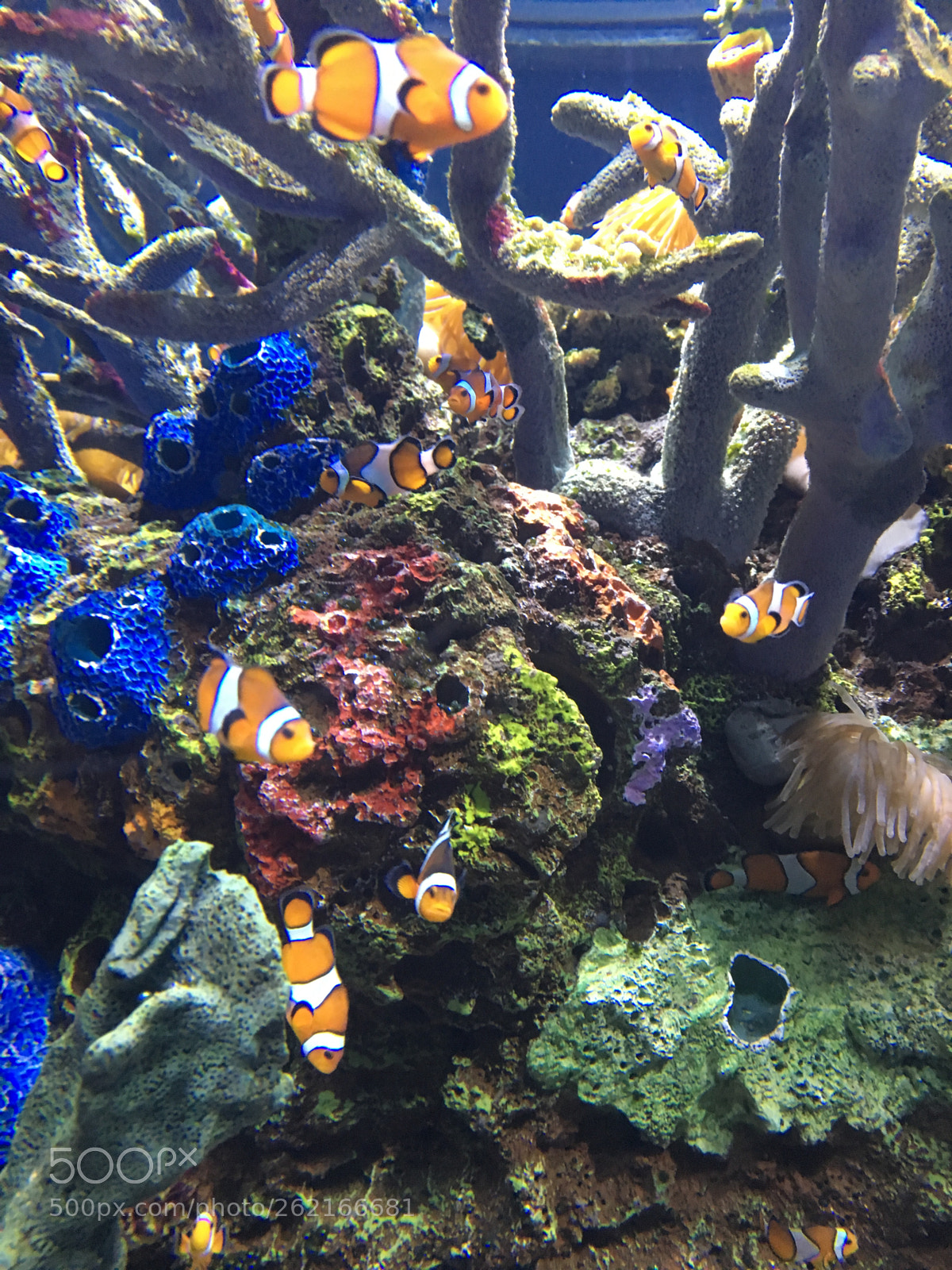 Apple iPhone 6s sample photo. 039.jpg photography