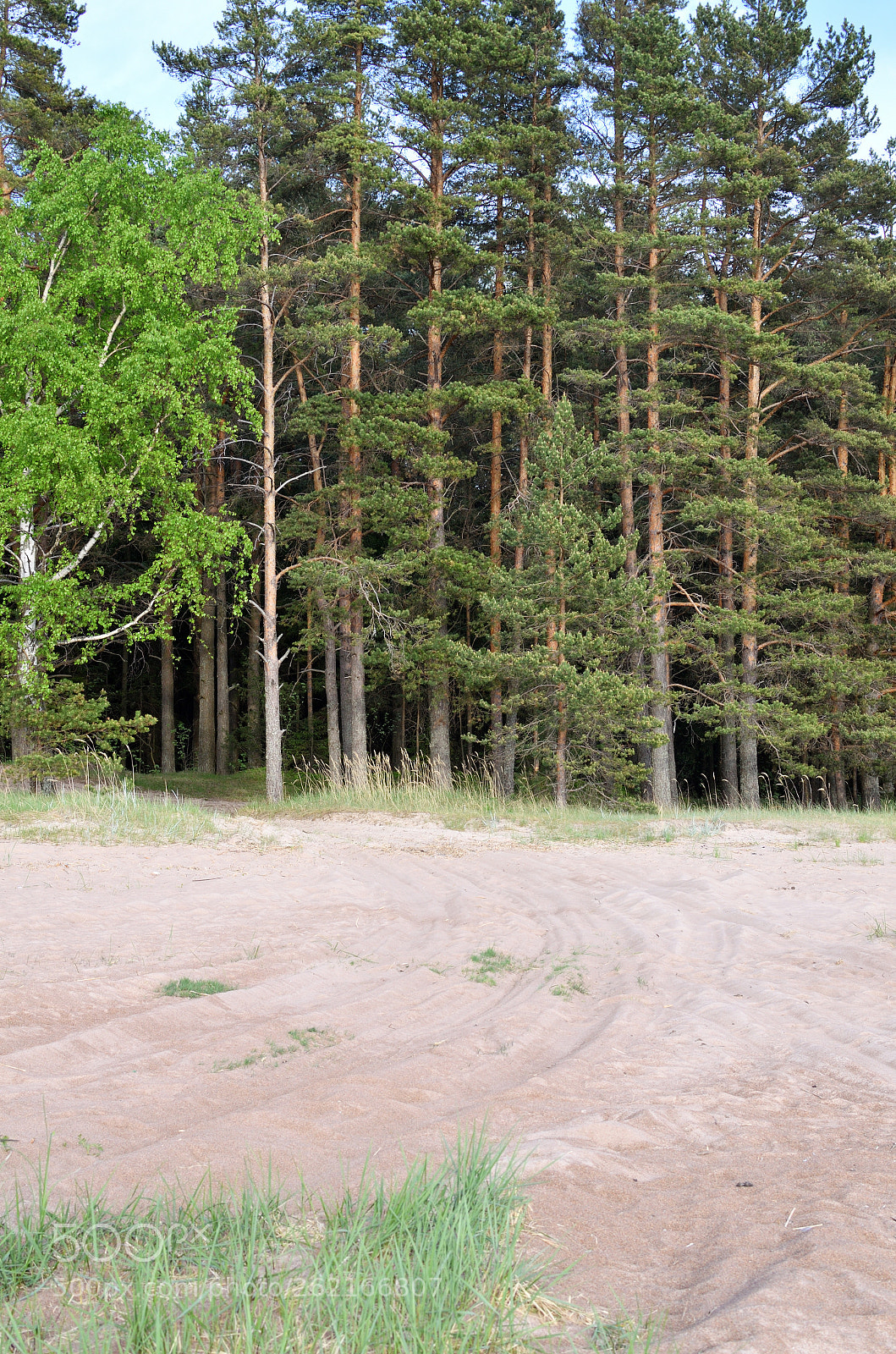 Nikon D7000 + Nikon AF-S DX Nikkor 35mm F1.8G sample photo. Pines and sand photography