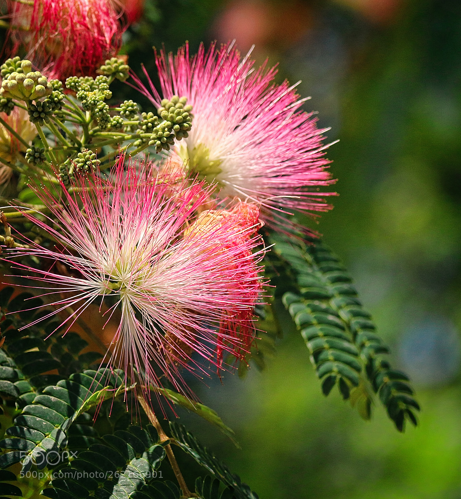 Canon EOS 70D sample photo. Mimosa photography
