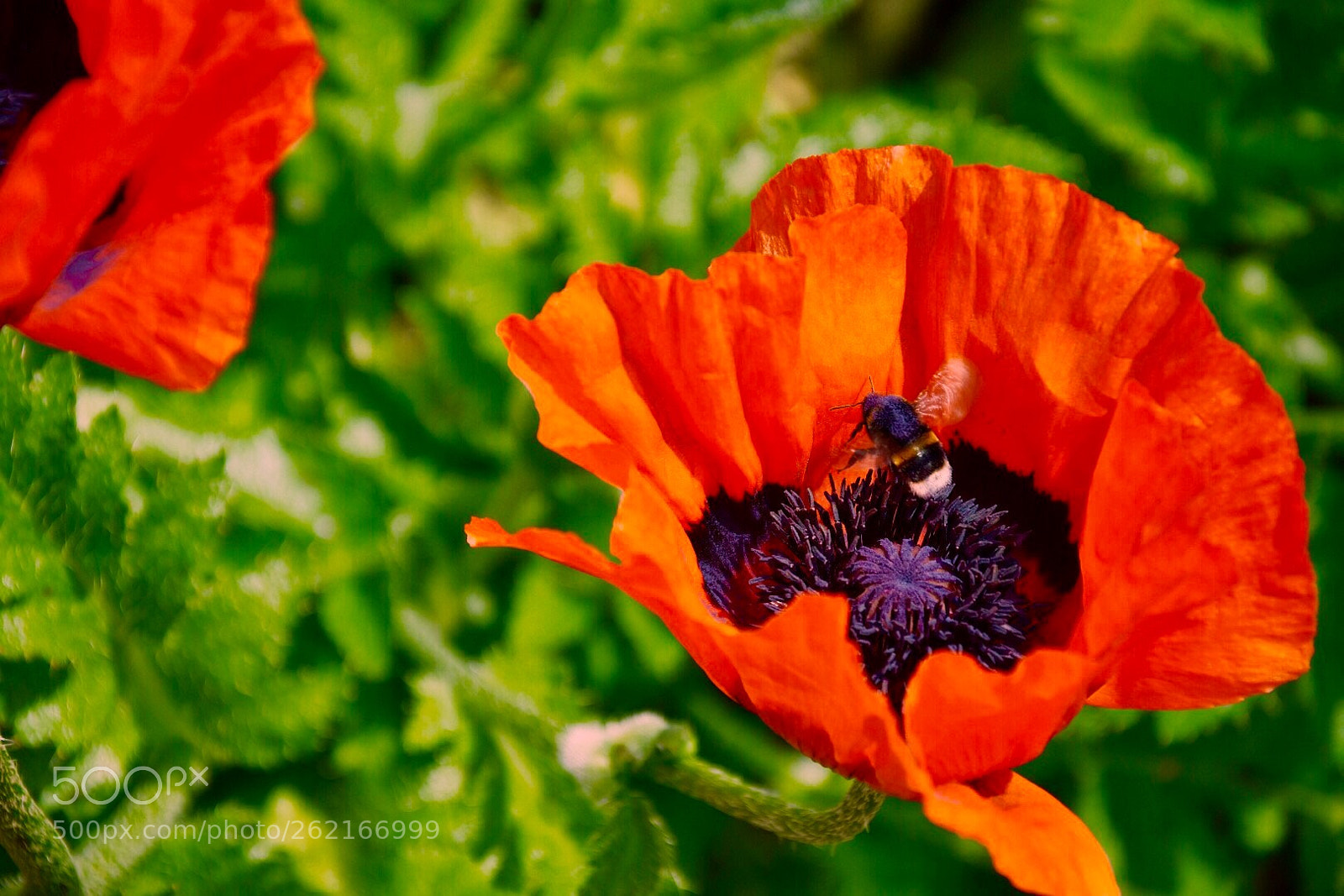 Nikon D7200 sample photo. Buzzzzzzz. photography