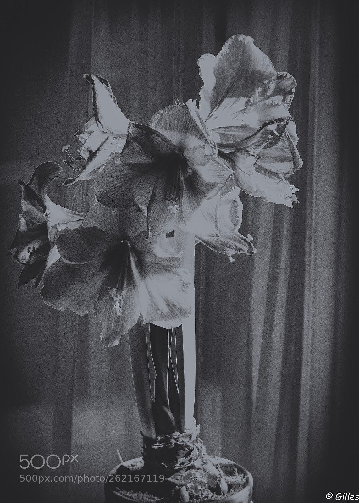 Nikon D3300 sample photo. Amaryllis photography