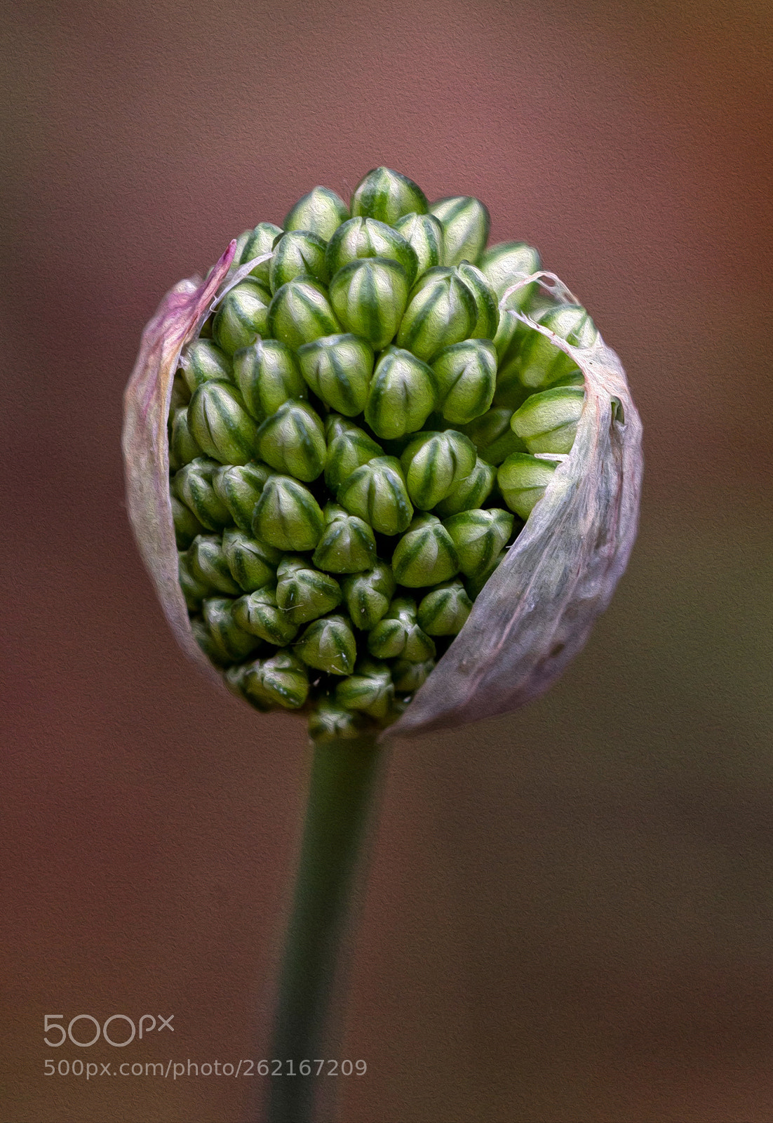 Canon EOS 7D sample photo. Allium photography